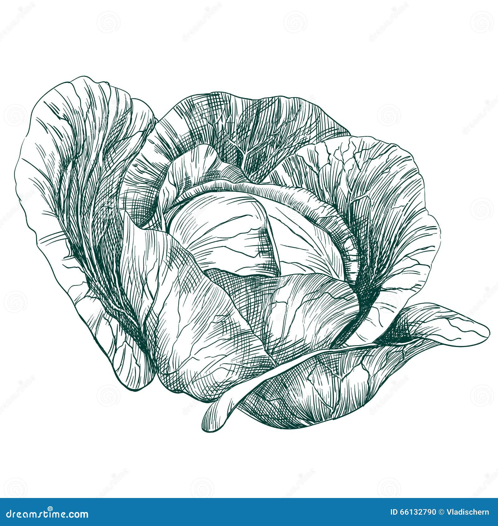 Discover more than 101 cabbage sketch
