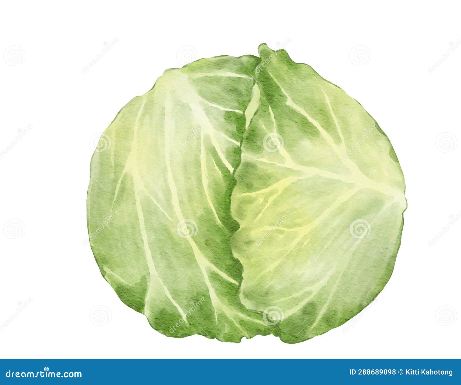 Cabbage Watercolor Illustration Isolated Element Stock Photo Image of