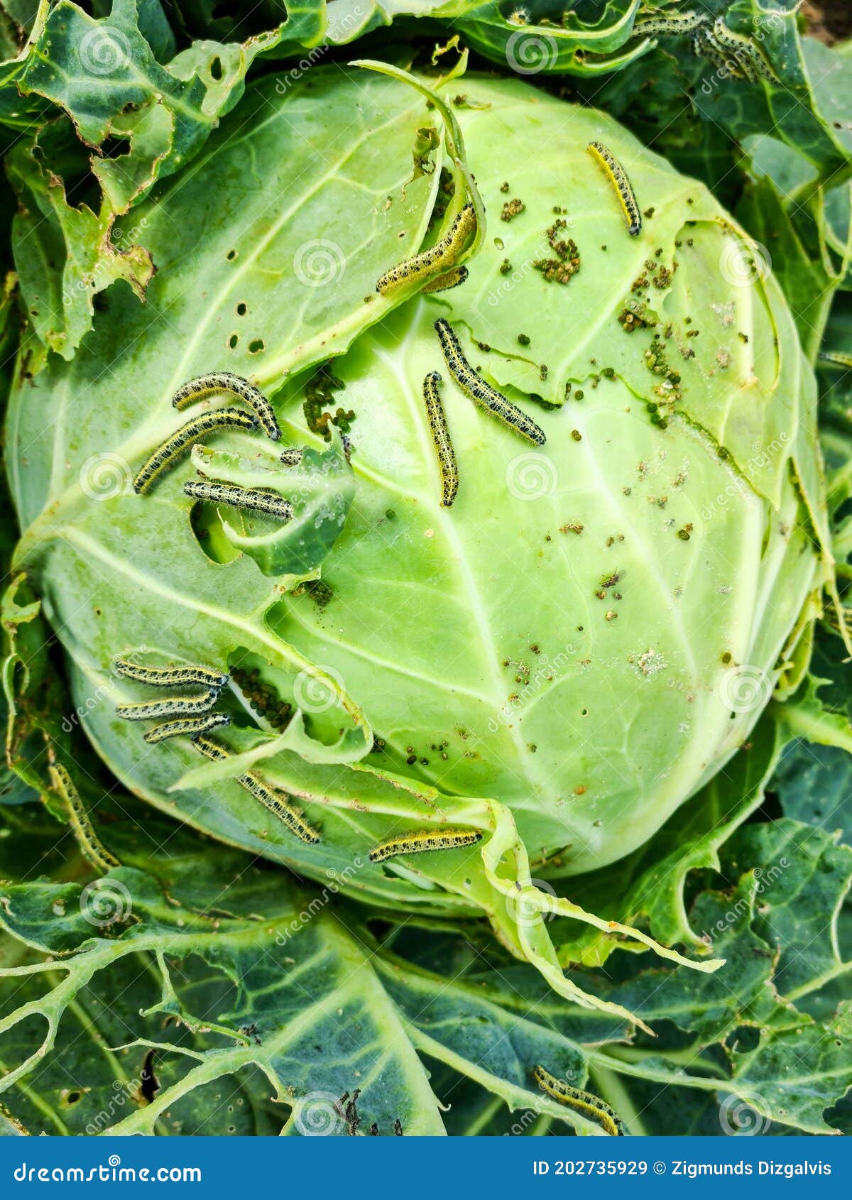 Cabbage White Butterfly Caterpillars Eat Cabbage Head Stock Image
