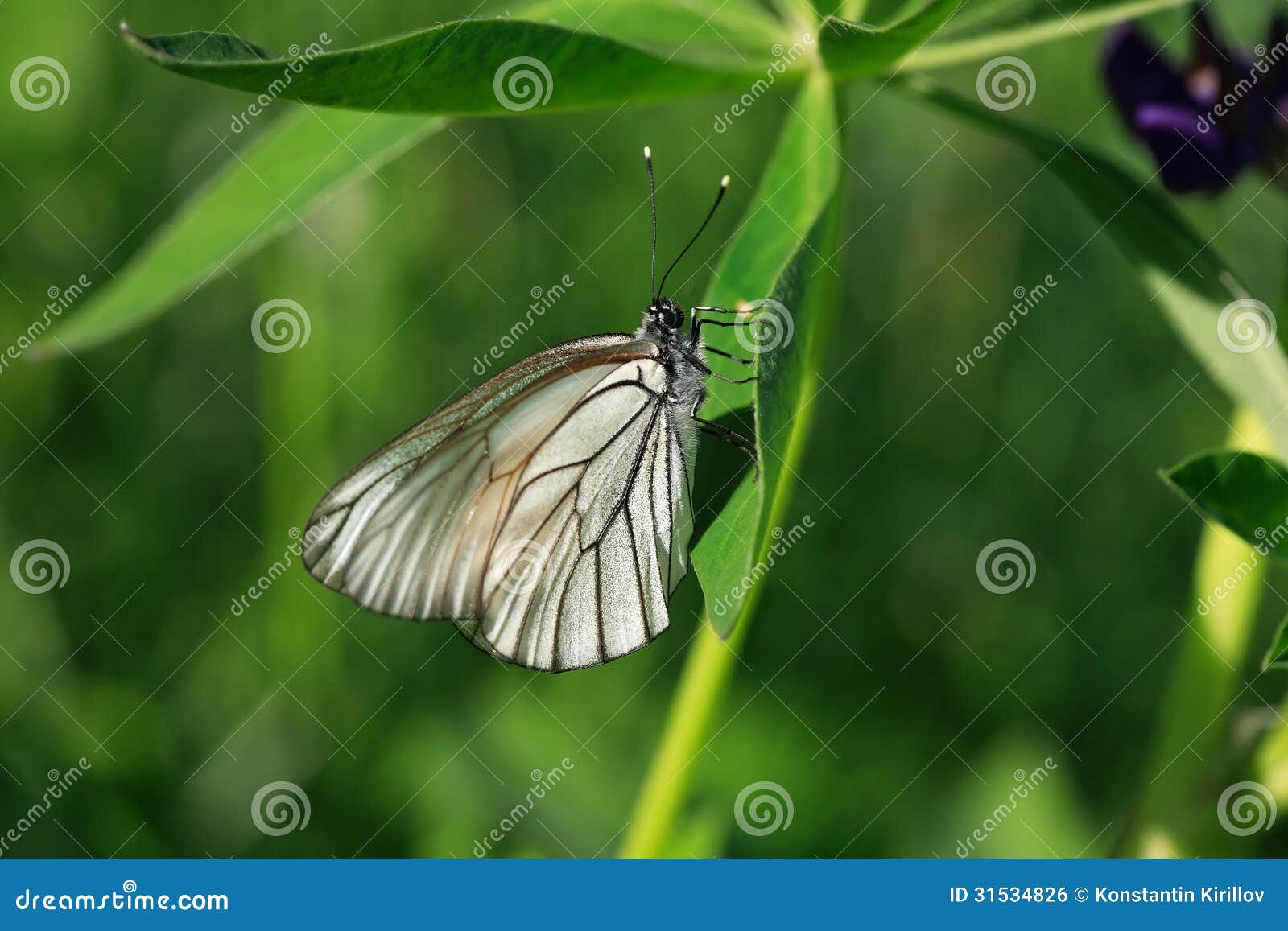 Cabbage White Butterfly stock photo. Image of single 31534826