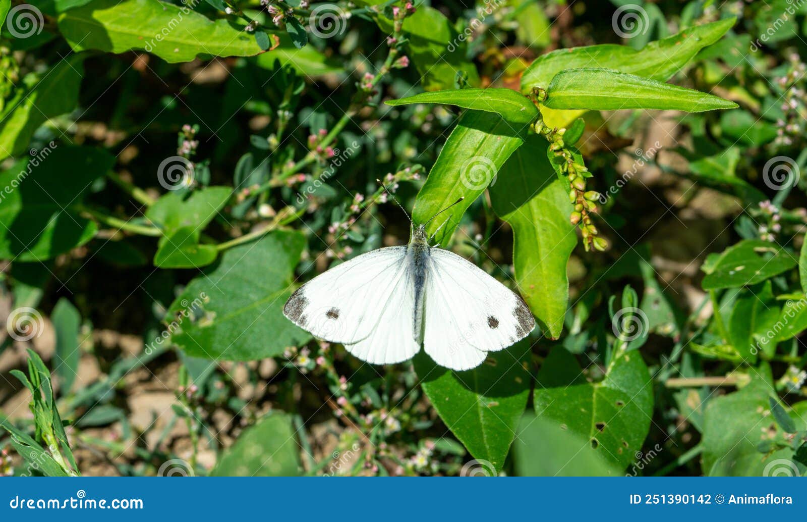Cabbage White Butterfly in a Meadow Stock Photo Image of plant