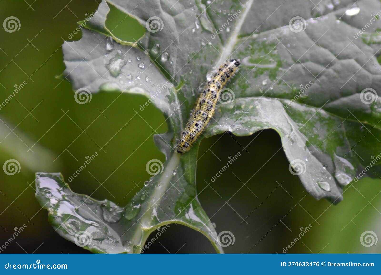Cabbage White Caterpillar (Pieris Brassicae) Stock Photo Image of