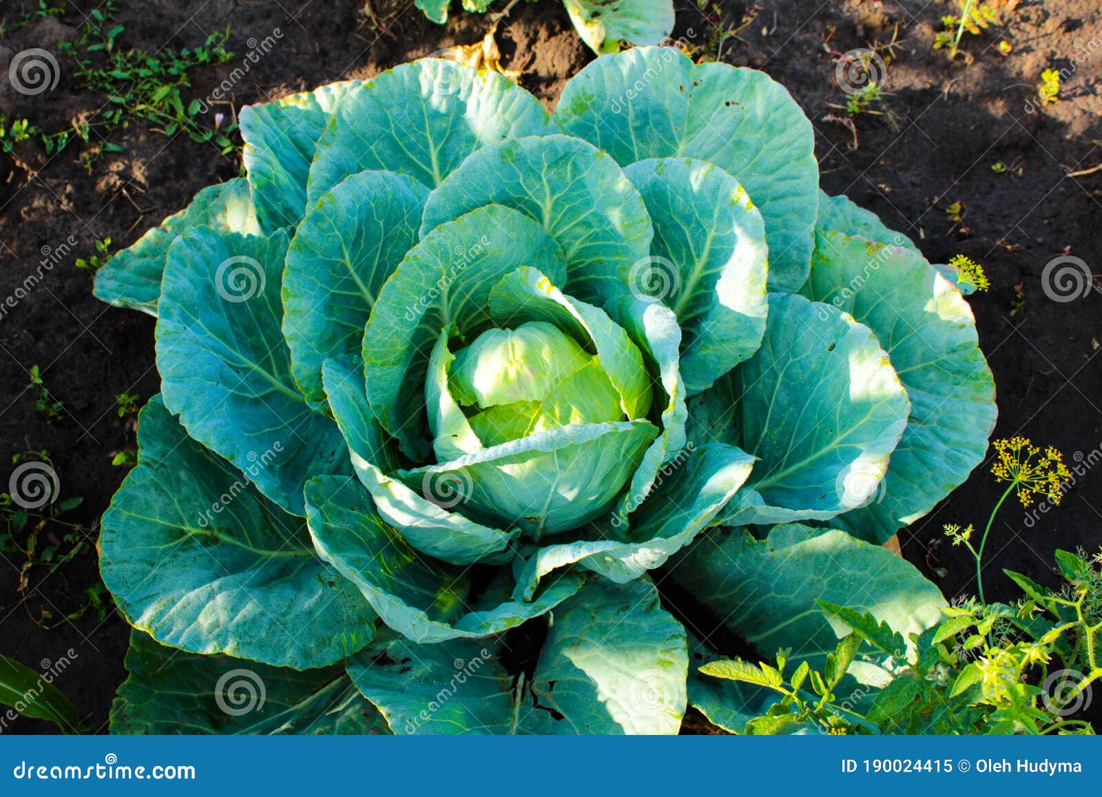 Cabbage with Wide Leaves in the Garden Stock Image Image of leaf
