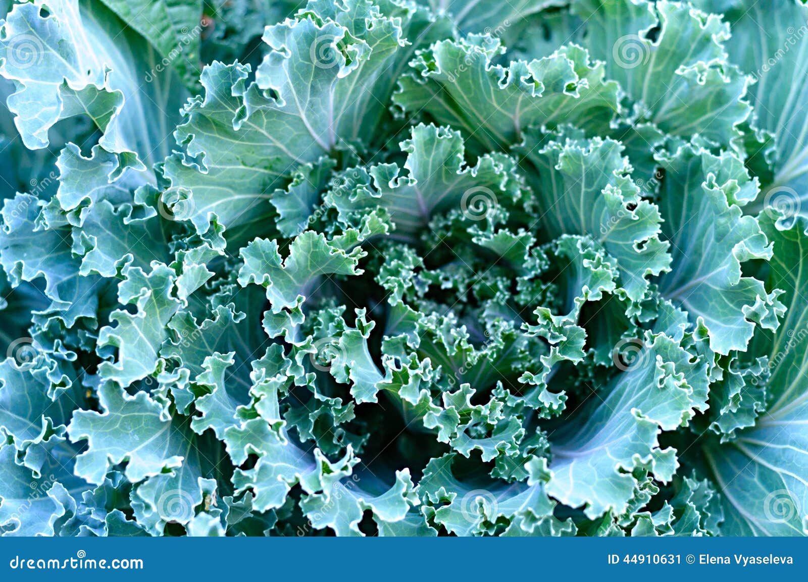 Cabbages stock image. Image of fruits, garden, backgrounds 44910631