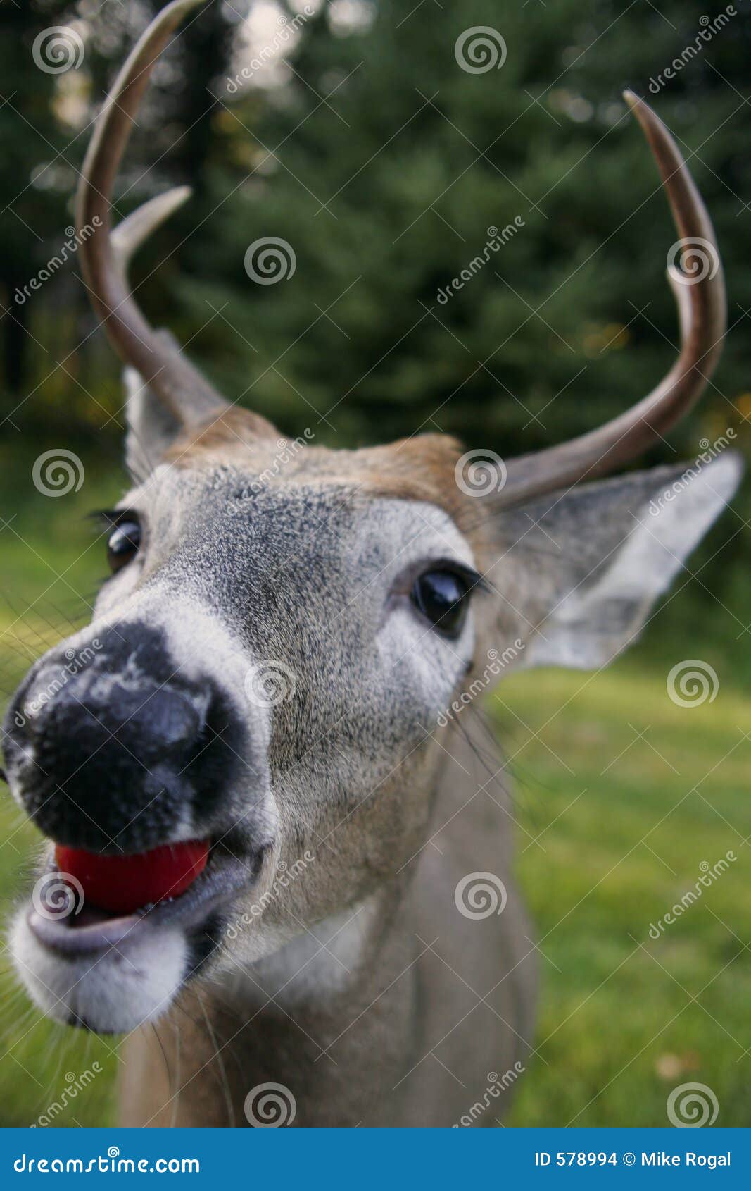 43,177 Fotos de Stock de Cabeça De Veado - Fotos de Stock Gratuitas e Sem  Fidelização a partir da Dreamstime, image size:1067x1690