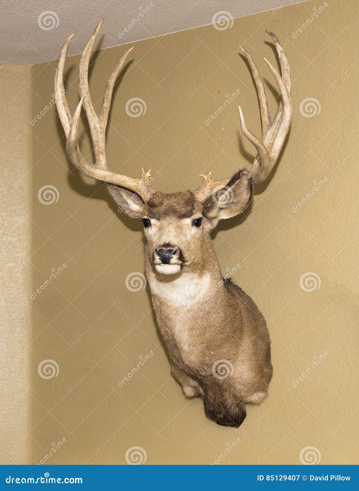 734 Fotos de Stock de Chifres Dos Cervos Na Parede - Fotos de Stock  Gratuitas e Sem Fidelização a partir da Dreamstime, image size:1236x1690
