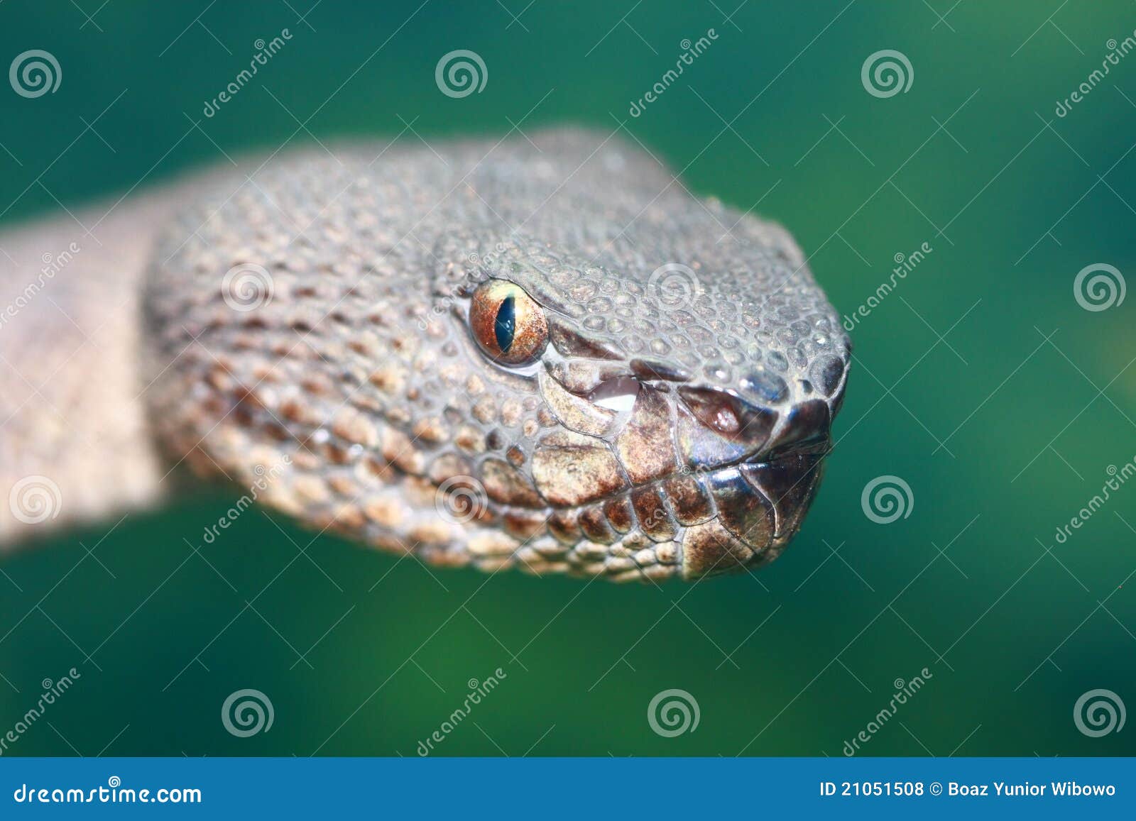 28,743 Fotos de Stock de Víbora - Fotos de Stock Gratuitas e Sem  Fidelização a partir da Dreamstime, image size:1600x1157