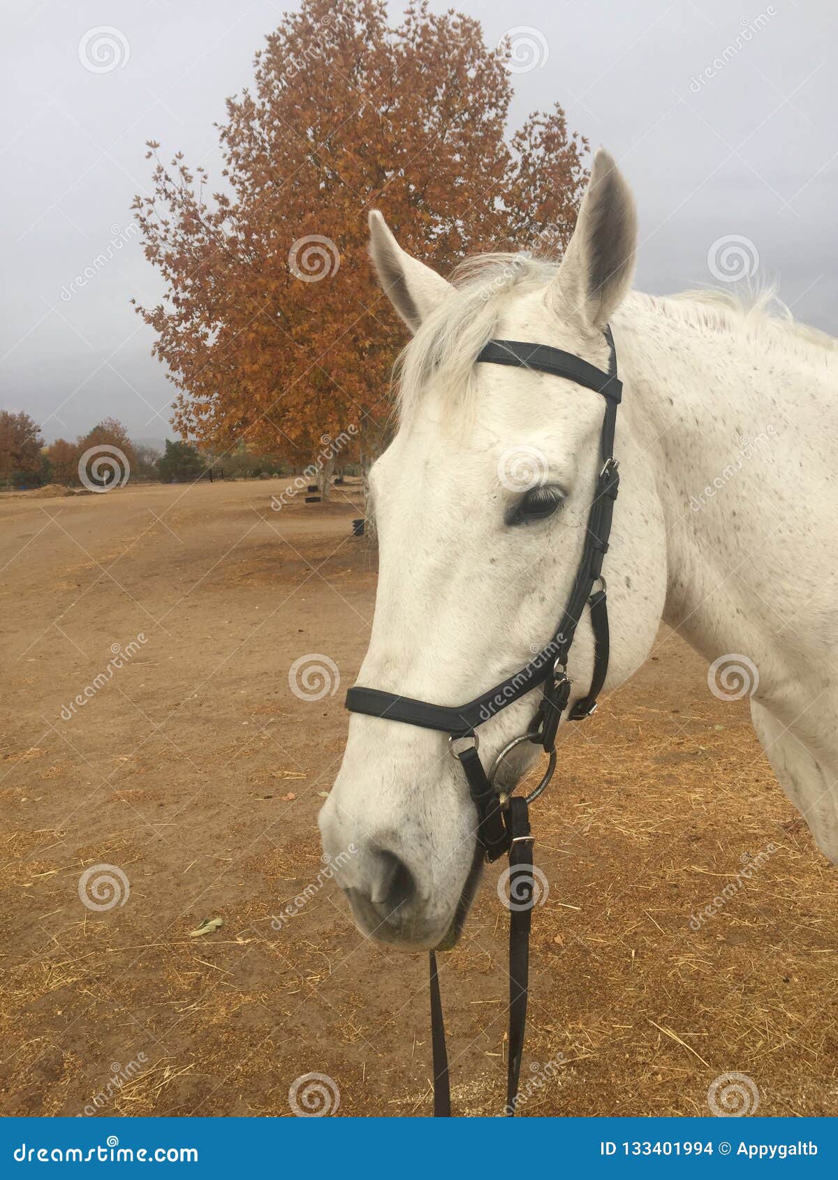 Foto de Frente Da Cabeça De Cavalo e mais fotos de stock de Cavalo