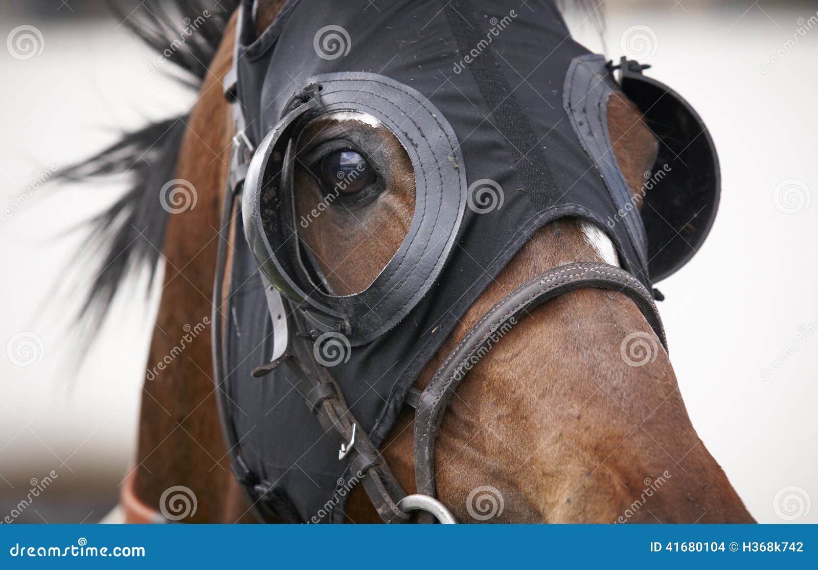 Cara De Um Cavalo De Corrida De Raça Pura Bonita No Treinamento De Dressage  Foto Royalty Free, Gravuras, Imagens e Banco de fotografias. Image 57193614