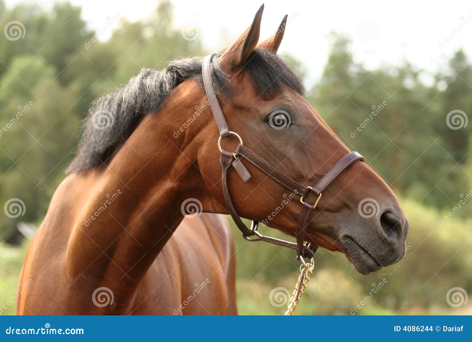 Cavalo pulando, preto, animal, cavalo png