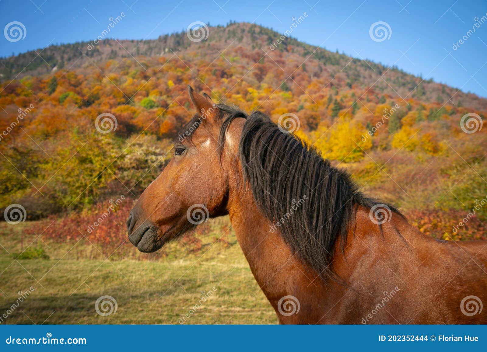 Cabeça De Cavalo Em Frente a Uma Colina Foto de Stock - Imagem de pastar,  monte: 202352444