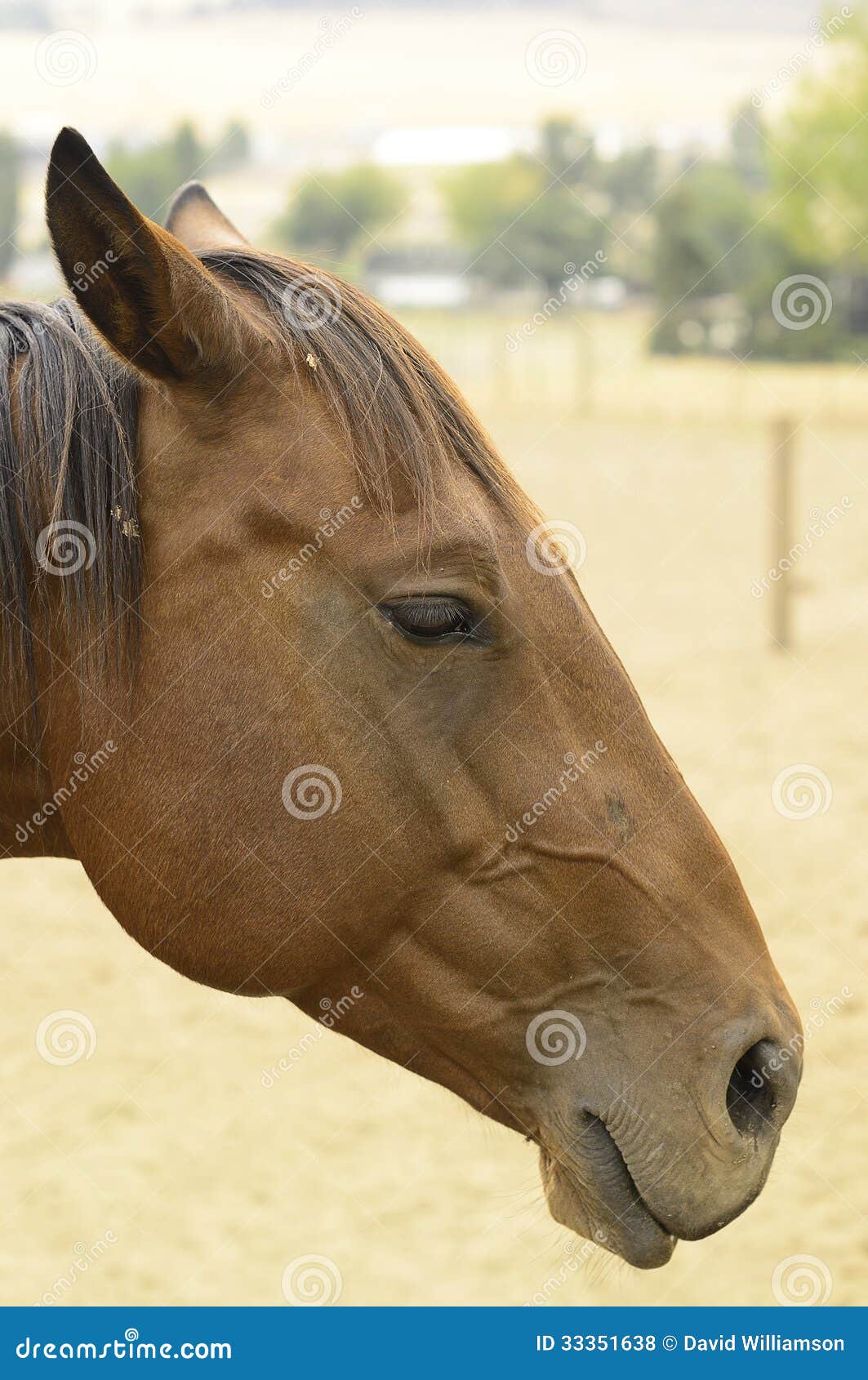 Cabeça De Cavalo Em Frente a Uma Colina Foto de Stock - Imagem de pastar,  monte: 202352444