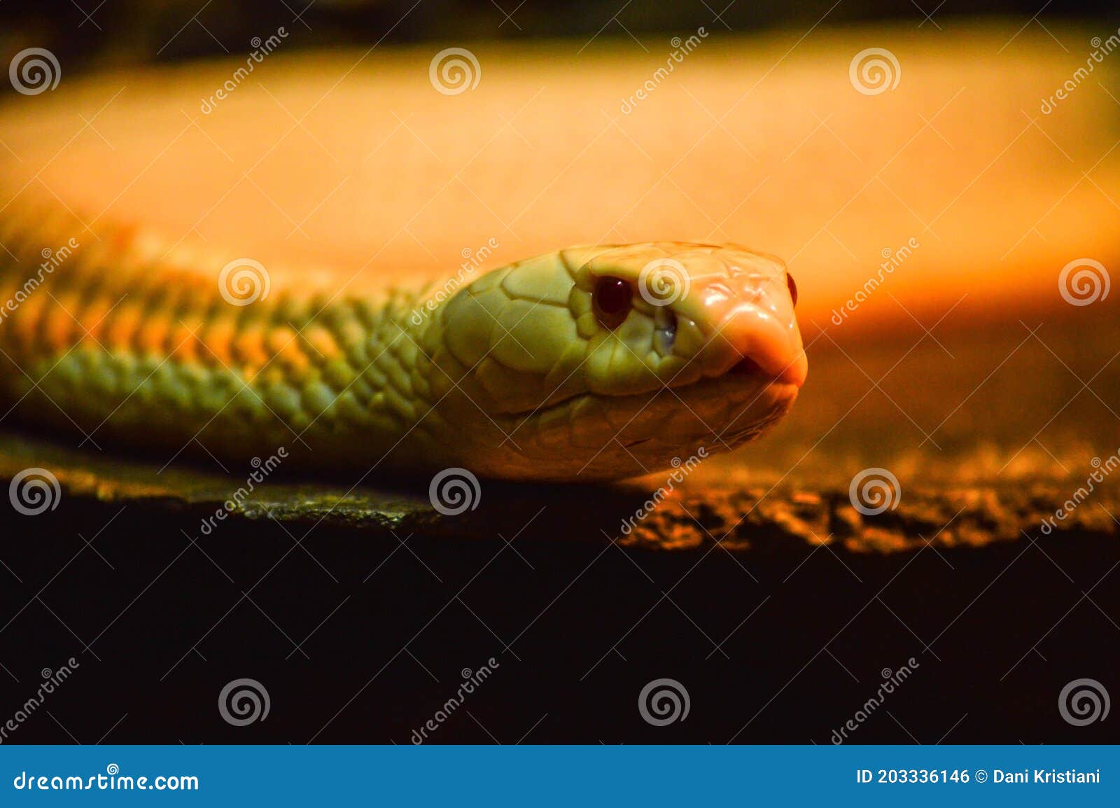 Uma cobra azul com gotas de água na cabeça