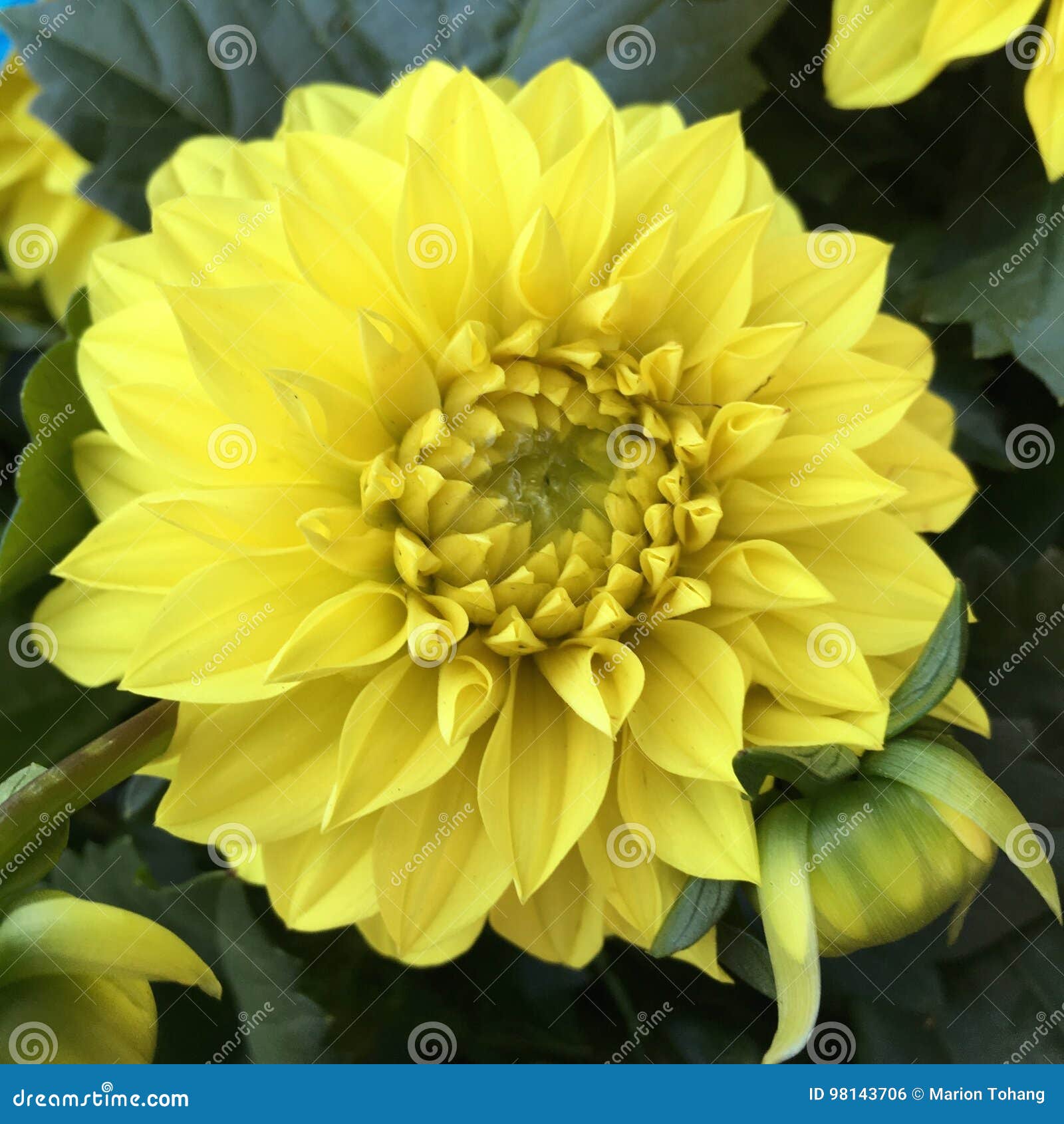 Cabeça De Flor De Florescência De Uma Dália Amarela Foto de Stock - Imagem  de verde, povos: 98143706