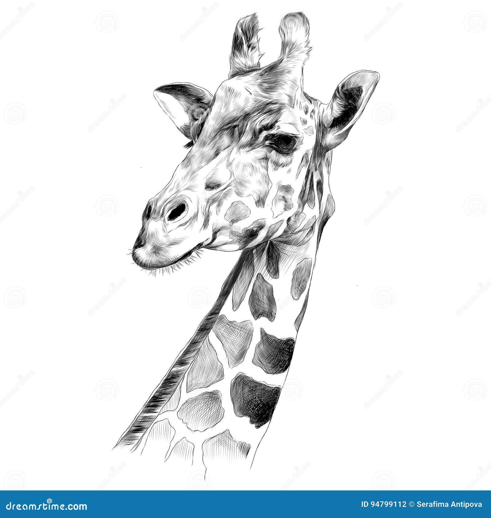 O Esboço Da Cabeça De Uma Girafa Ilustração do Vetor - Ilustração de nave,  rabisco: 94799112, image size:1600x1690