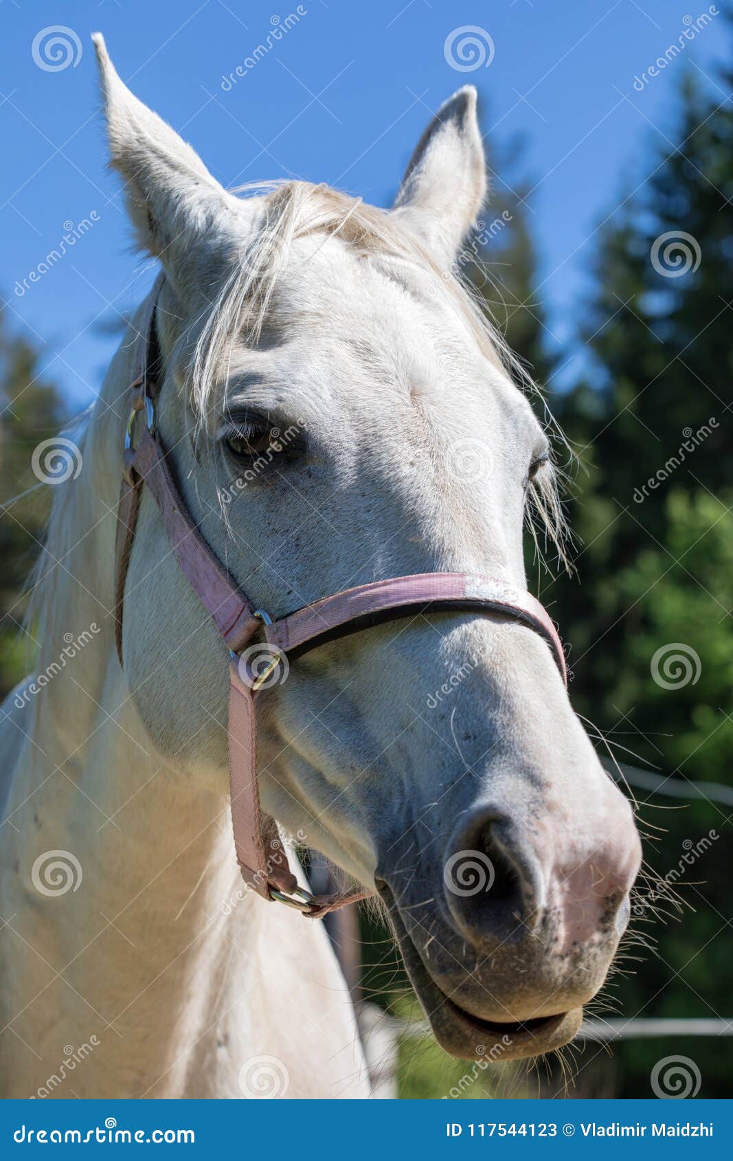 Cavalo no freio sorrindo closeup