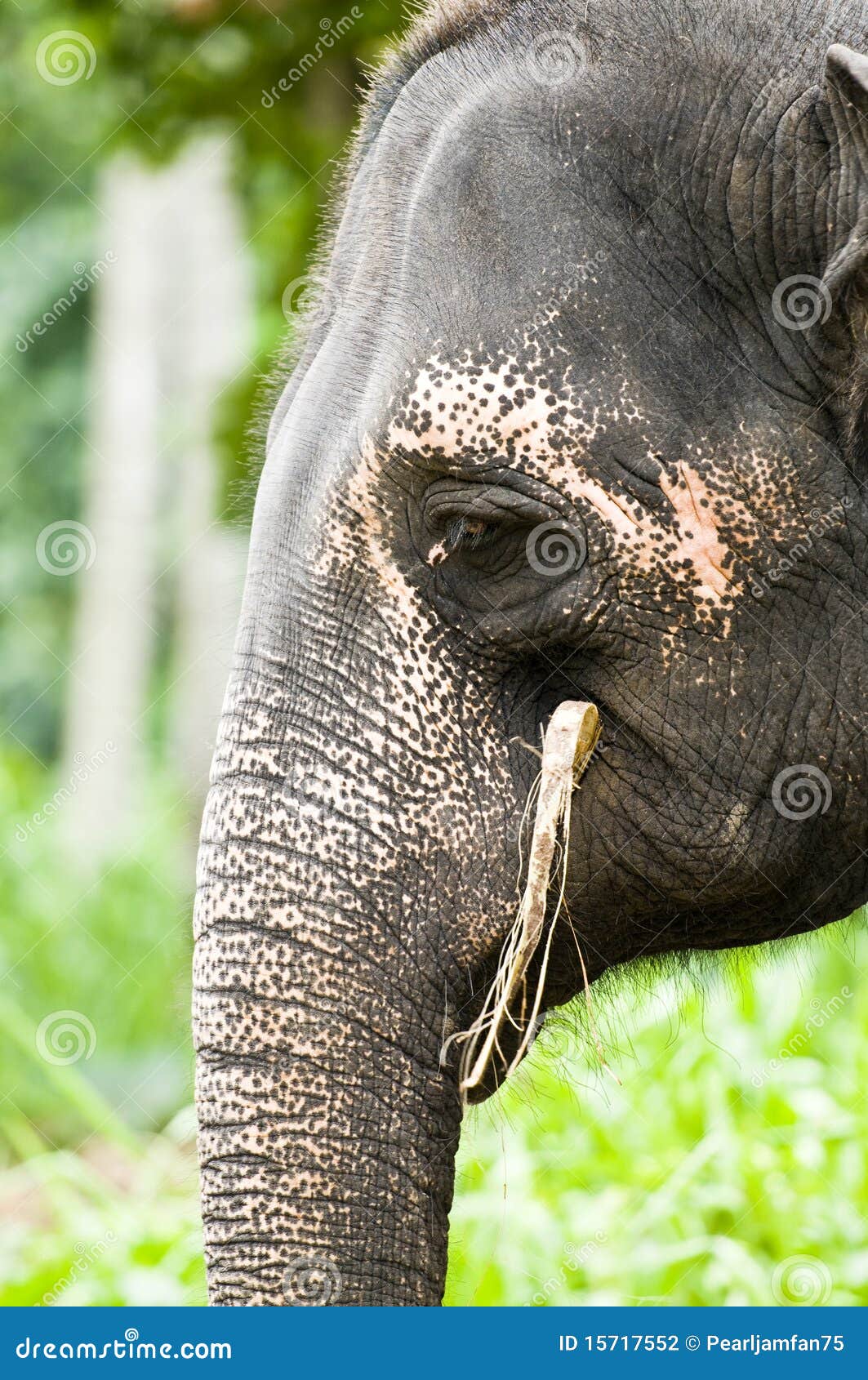 Elefante salvaje sorprende en tienda de Tailandia | TikTok, image size:1063x1690