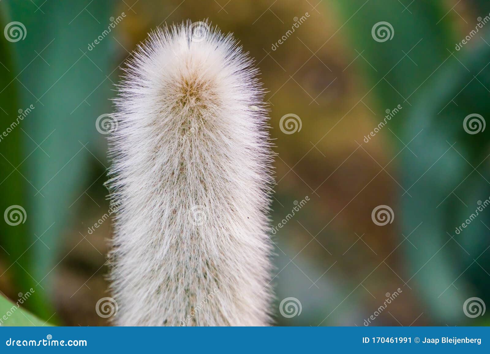 Cabeça-pedras De Um Cacto De Homem Velho Em Cacto Armado, Cacto De Barba  Branca, Espécie Vegetal Ameaçada Do México Imagem de Stock - Imagem de  decorativo, revestido: 170461991