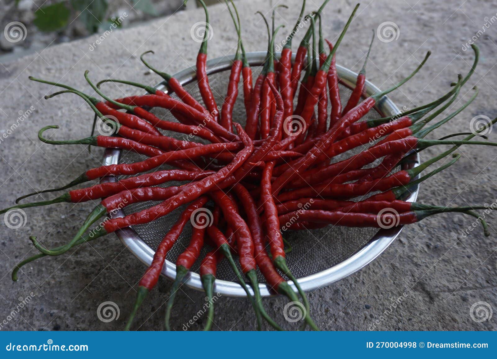 cabe or cabai merah keriting (red curly chili)