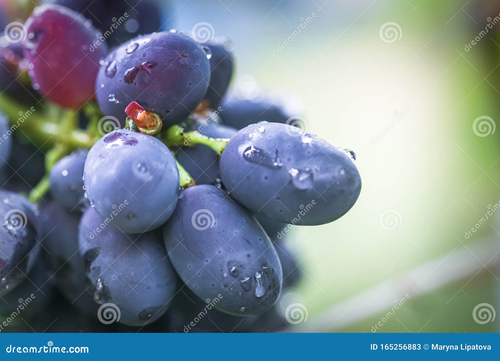 cabernet black grape, red wine made from such grapes. cabernet sauvignon grapes. winegrowers grapes on vine. red wine. harvest