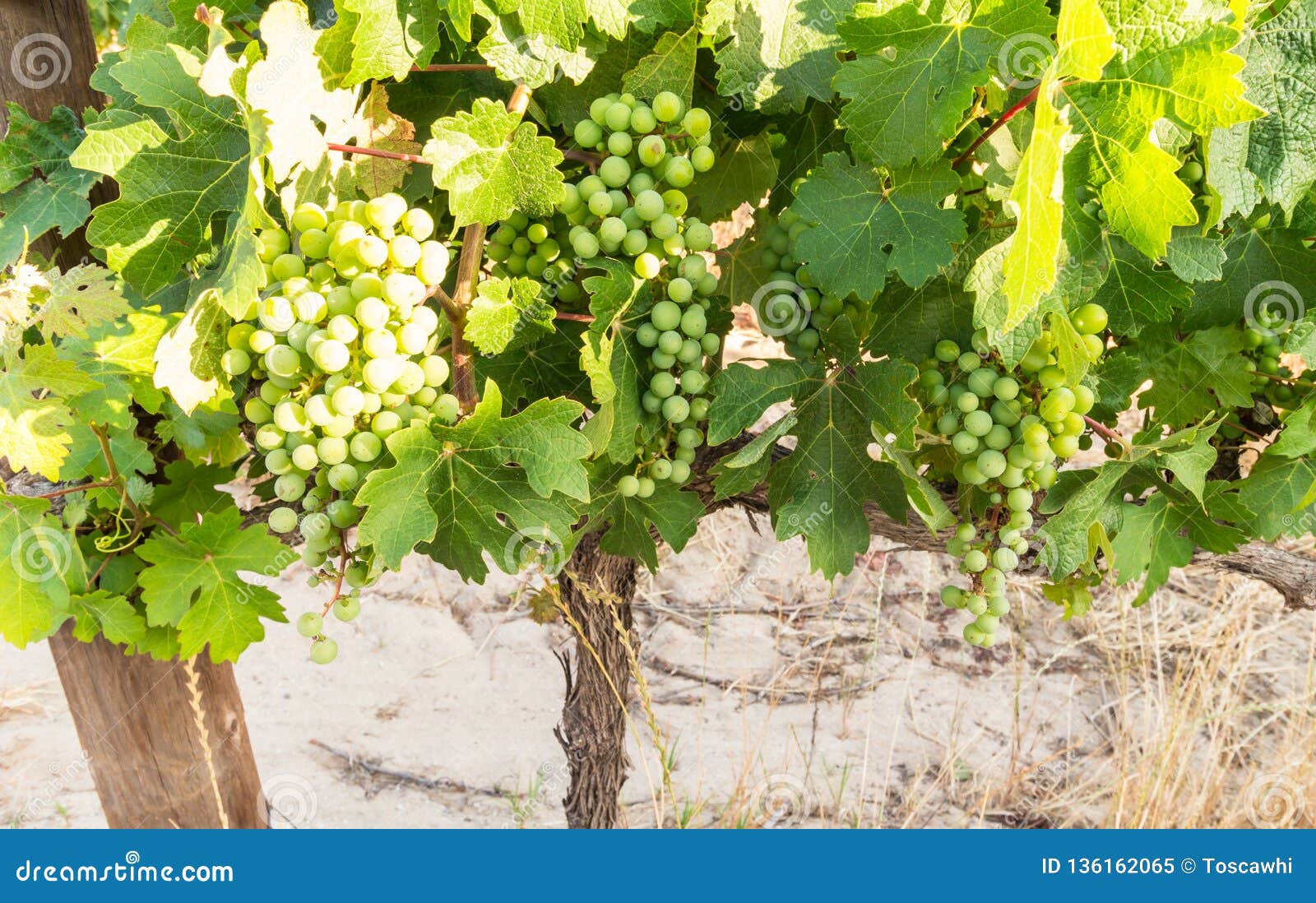 cabernet sauvignon grape vines planted in a block near wemmershoek, western cape, south africa