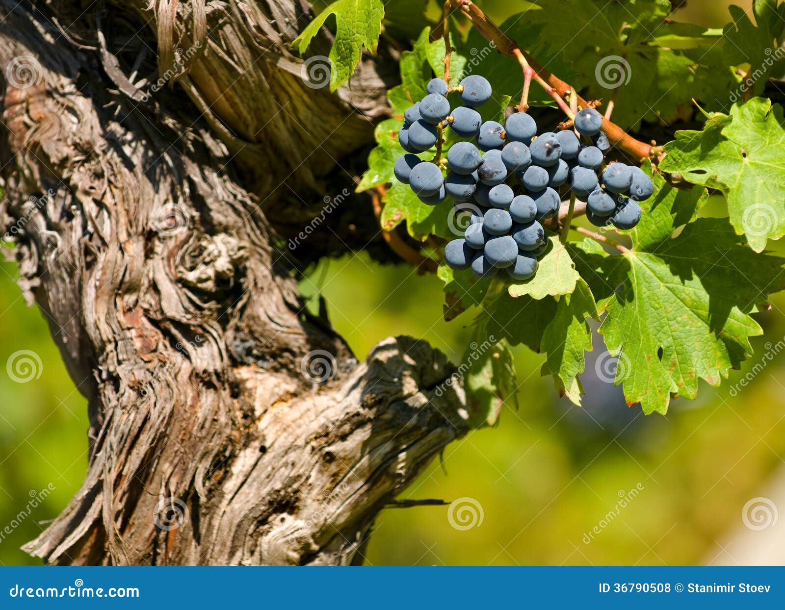 Sauvignon Grapes Variety. Sauvignon Is One Of The