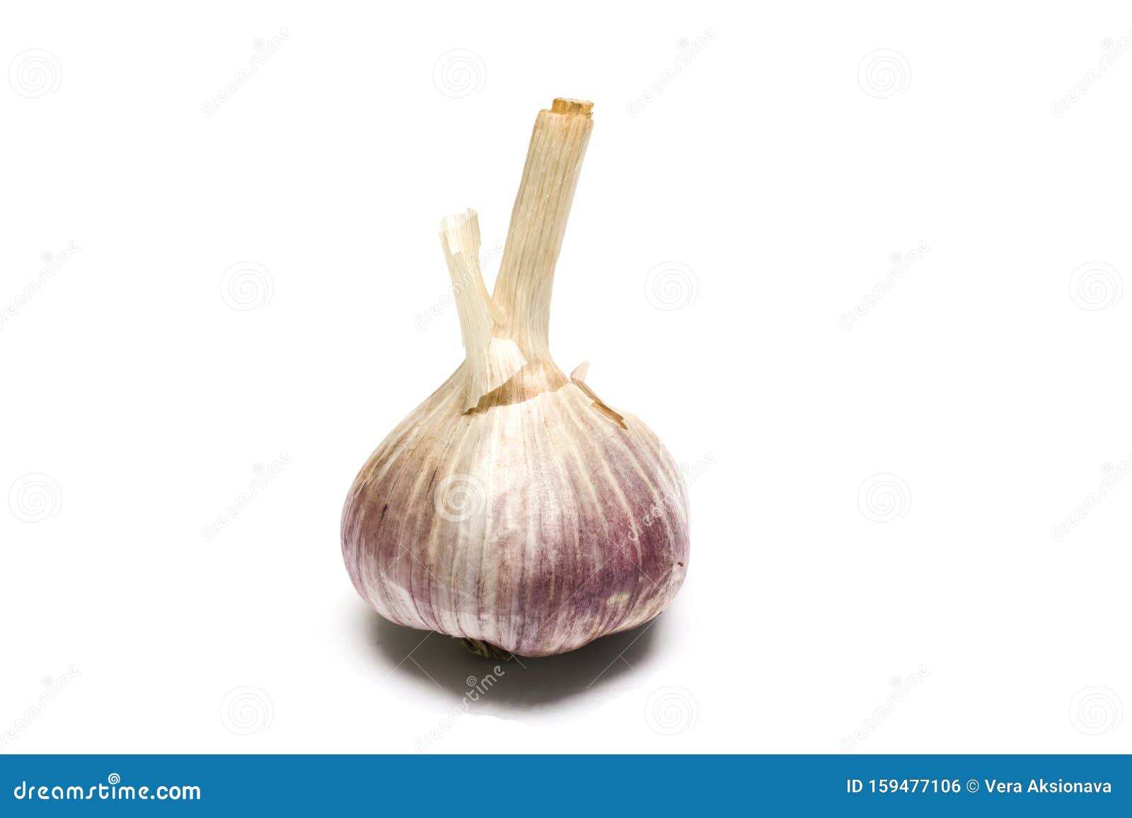 Cabeza De Ajo, Aislada Sobre Fondo Blanco Foto de archivo Imagen de