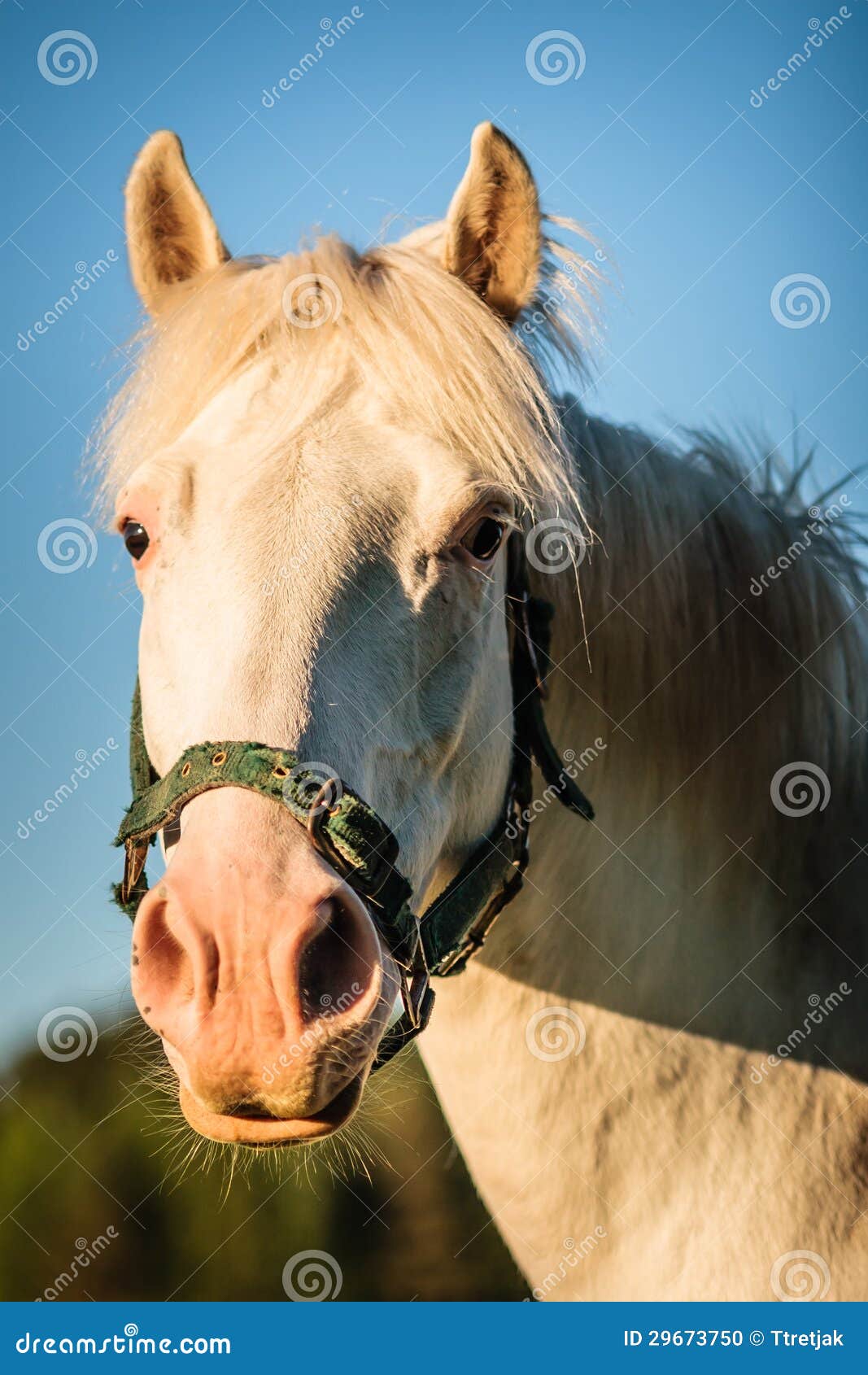 Retrato de la cabeza de caballo en luz del sol en una granja