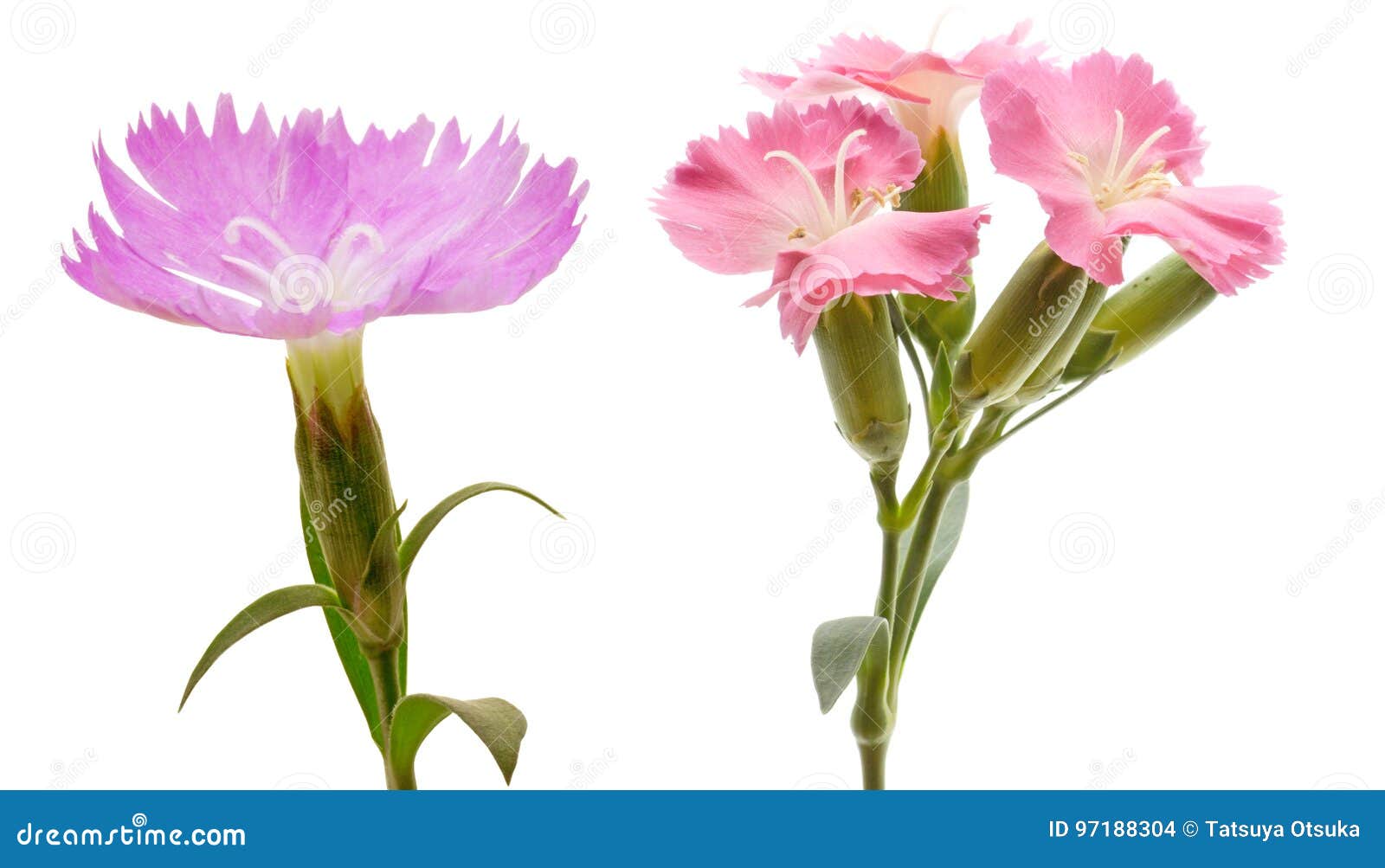 Cabeza de flor del clavel. Cabeza de flor representada del clavel en un fondo blanco