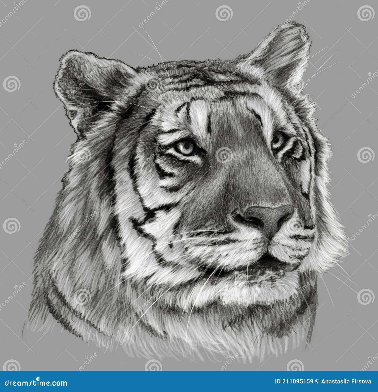 Cabeza De Tigres. Dibujo a Lápiz Ilustración Sobre Fondo Gris. Dibujo  Detallado De Animales Stock de ilustración - Ilustración de imagen,  bosquejo: 211095159