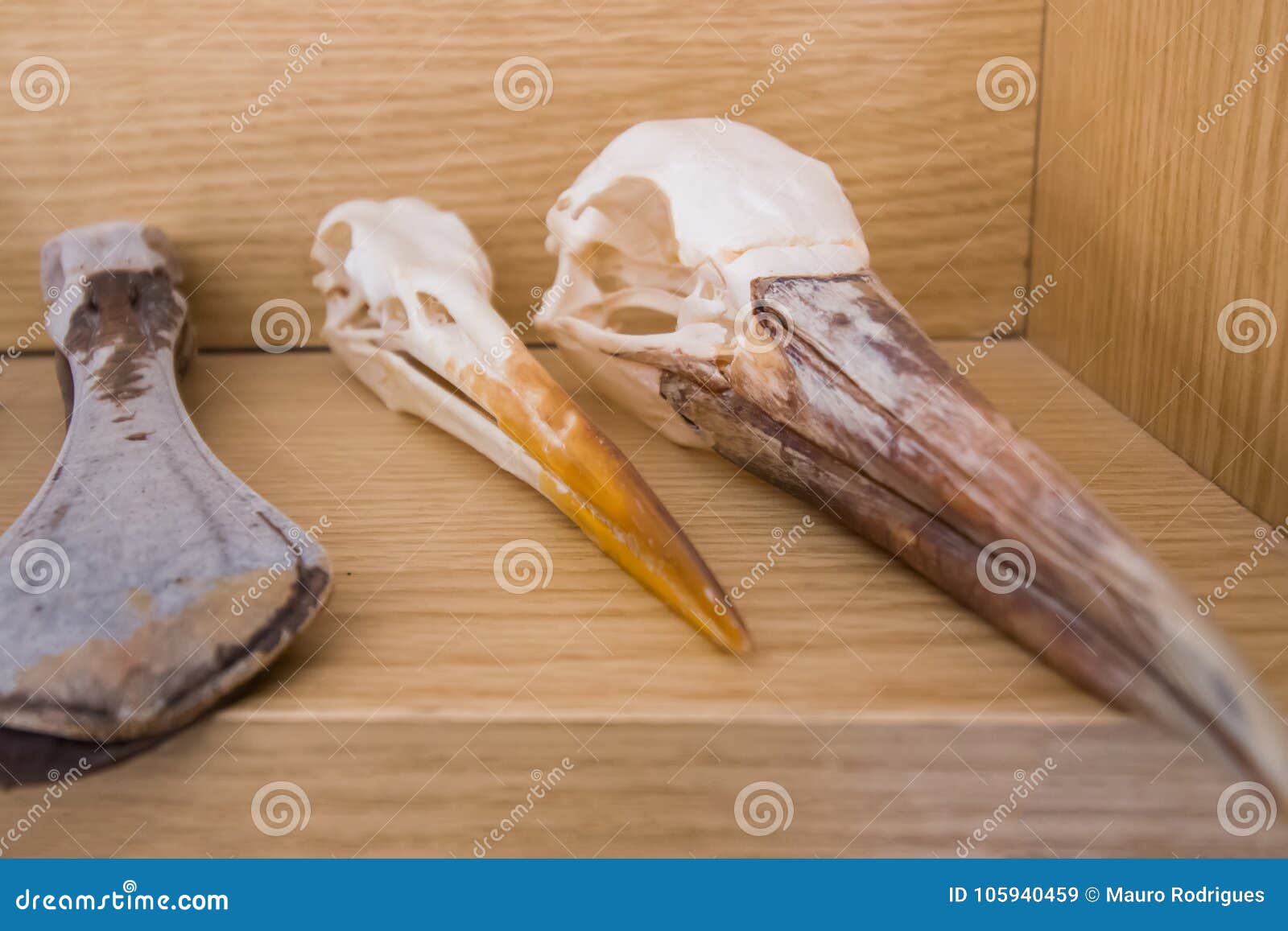 Video educativo: 5 Cosas que no sabías del esqueleto humano | curiosidades  fascinantes para niños | Happy Learning, image size:1600x1157