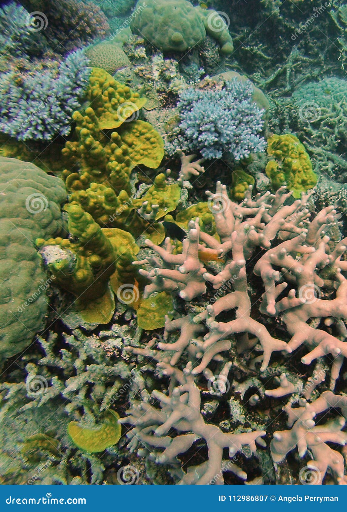 Cabeça coral no grande recife de coral. Cabeça coral colorida no grande recife de coral em Queensland, Austrália