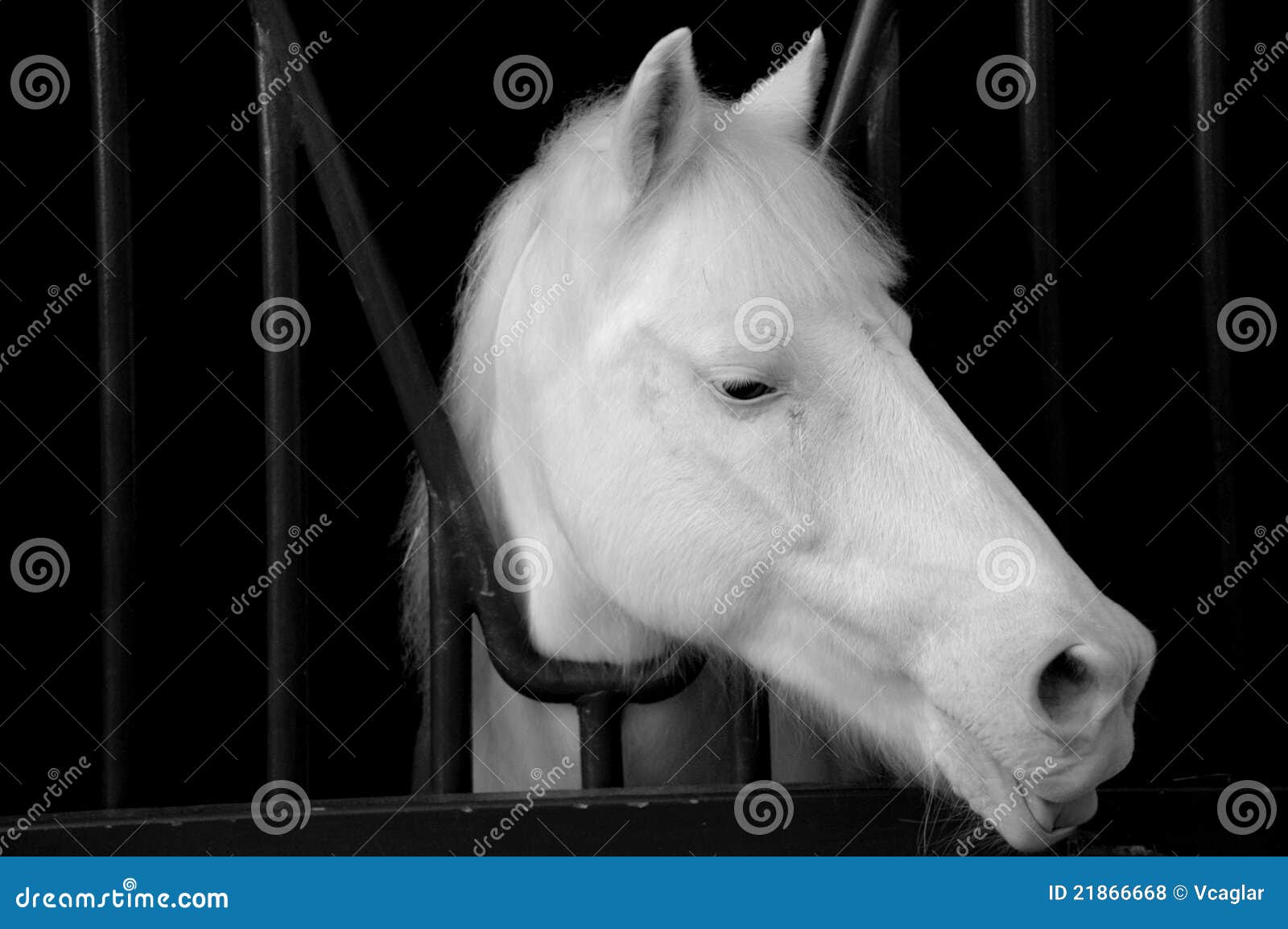 Cabeça de cavalo branco no preto. Um cavalo branco em sua gaiola