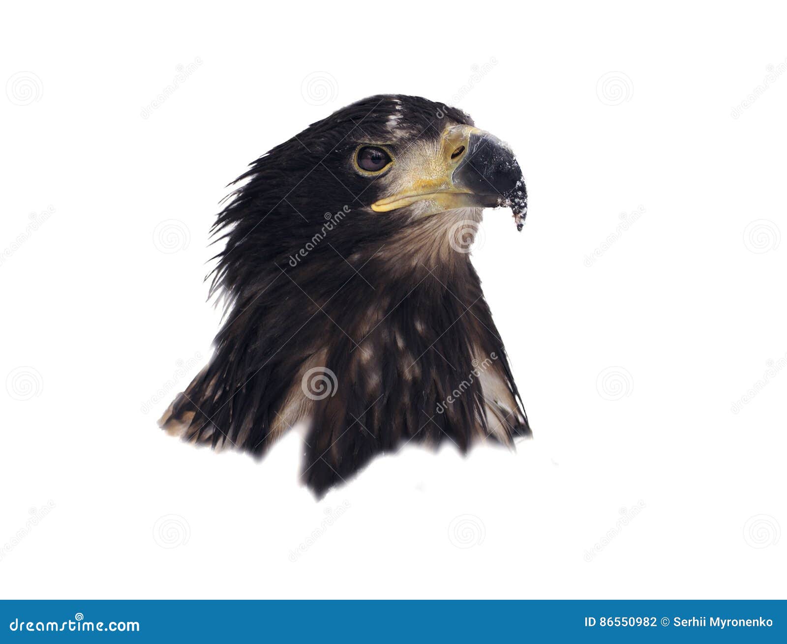 A cabeça de Eagle isolada no retrato branco