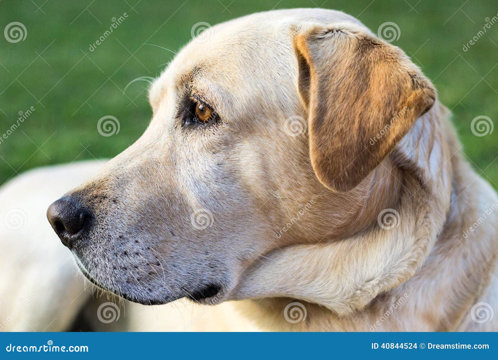 A cabeça de um cão de Labrador que olha a sua direita