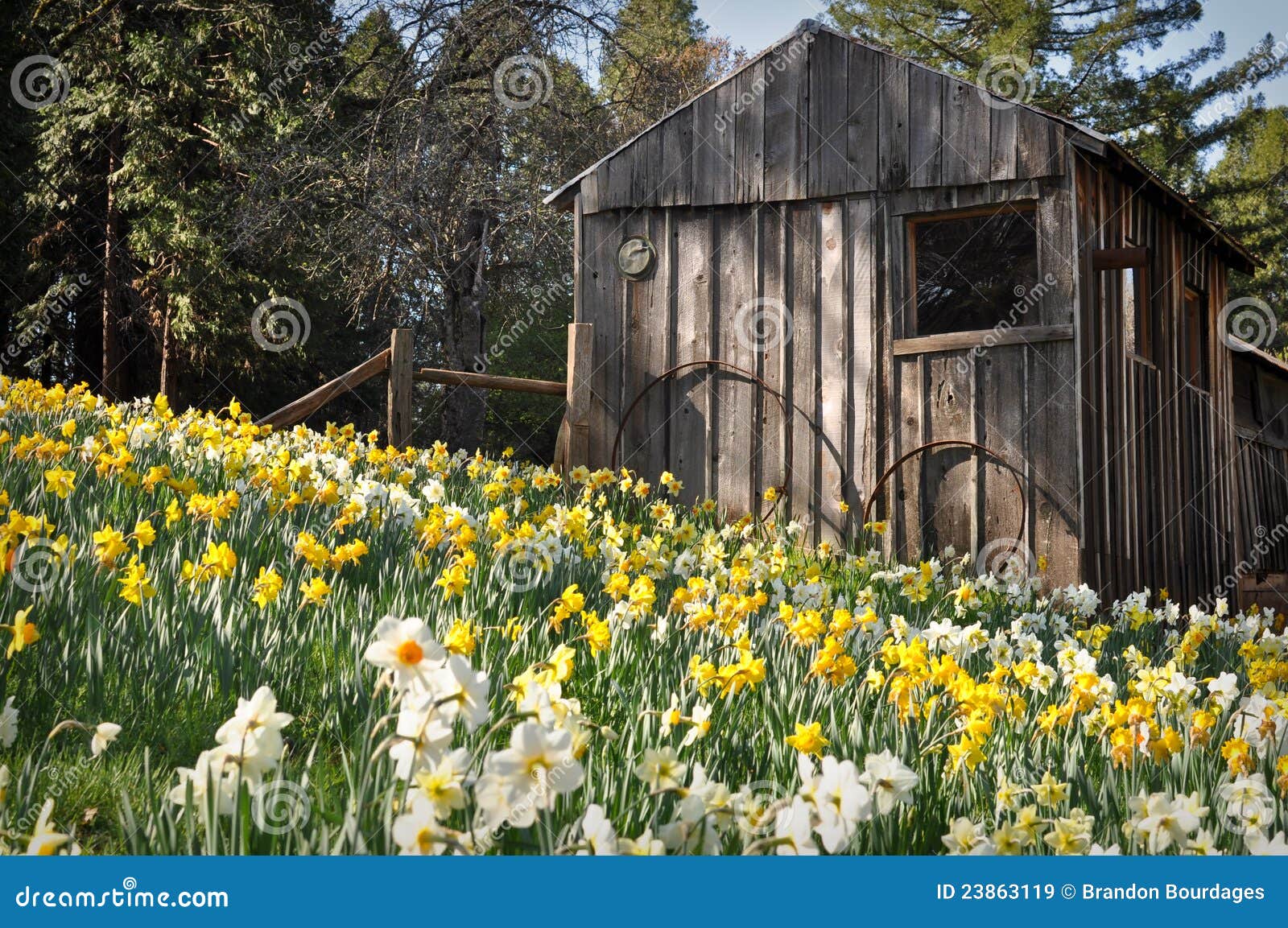 Cabin at Daffodil Hill stock image. Image of blossom 23863119