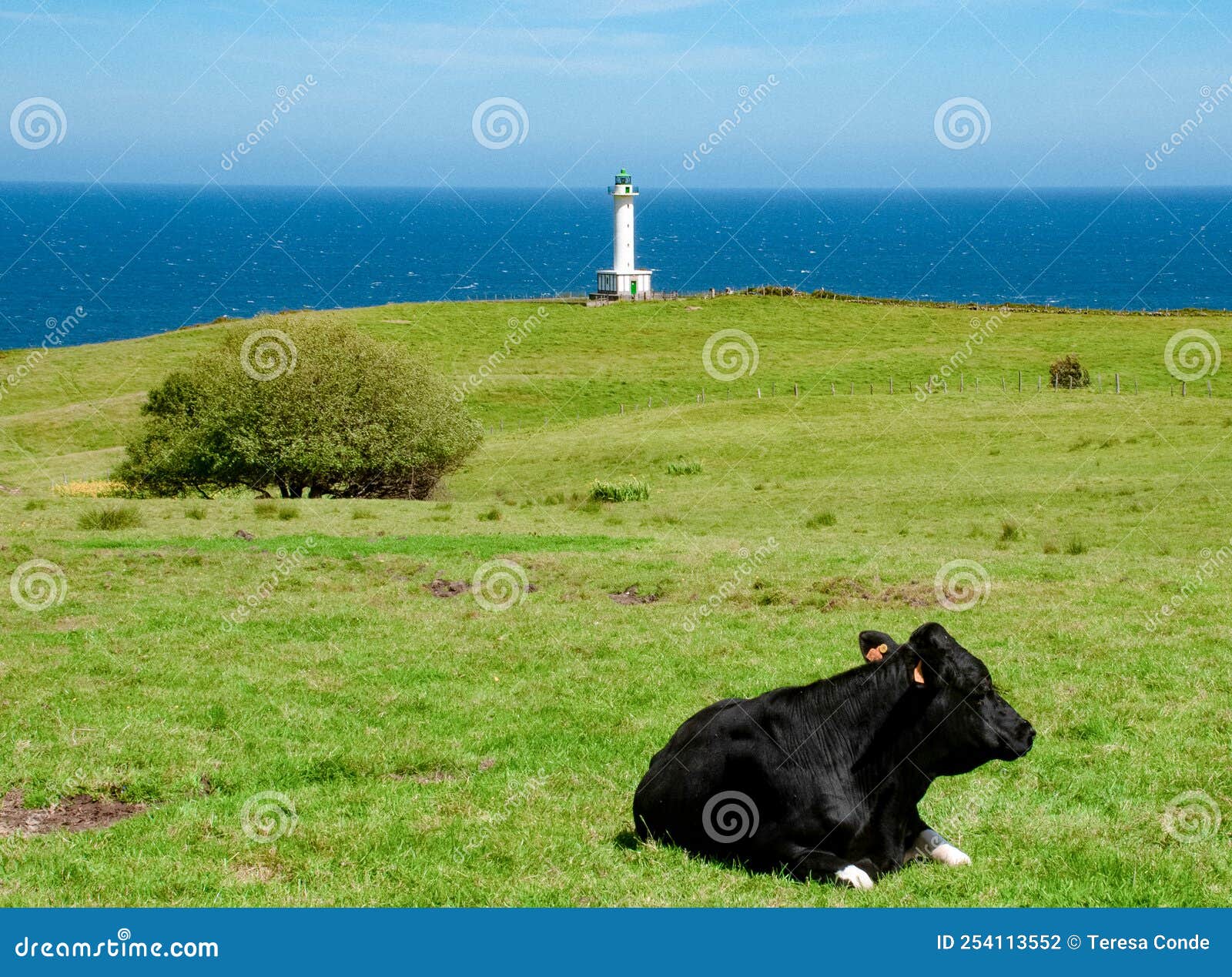 cabo de lastres lighthouse in luces-colunga, in asturias (spain). a cow lying on a green meadow