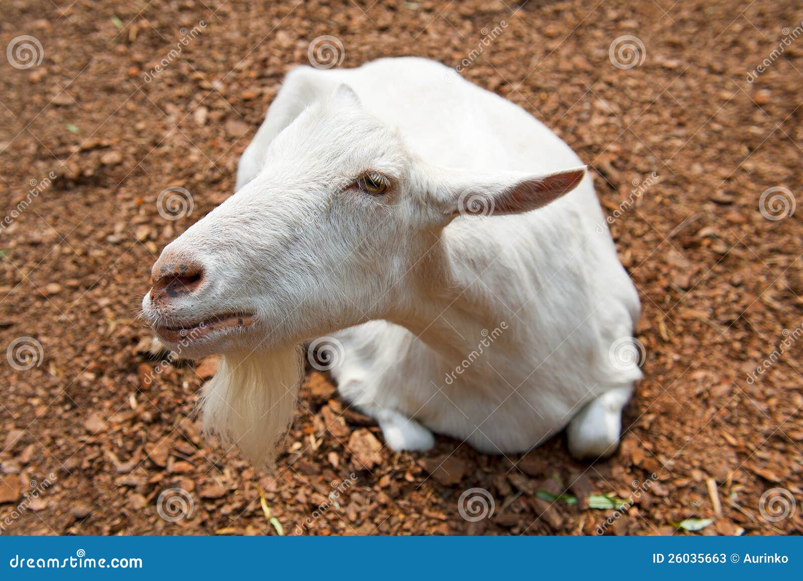 Um retrato da cabra branca