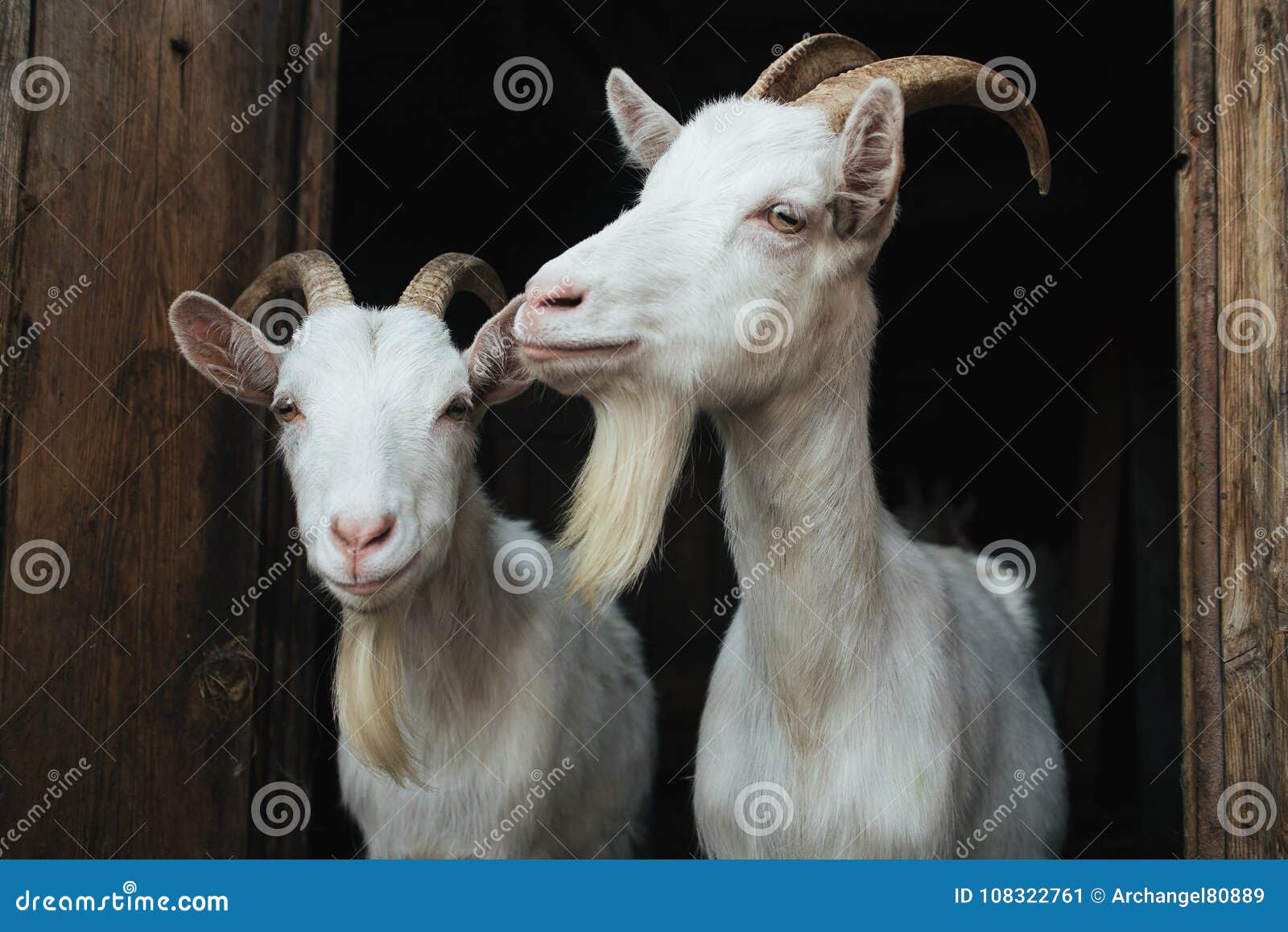 Cabra De Dos Blancos En La Entrada Imagen de archivo Imagen de nariz