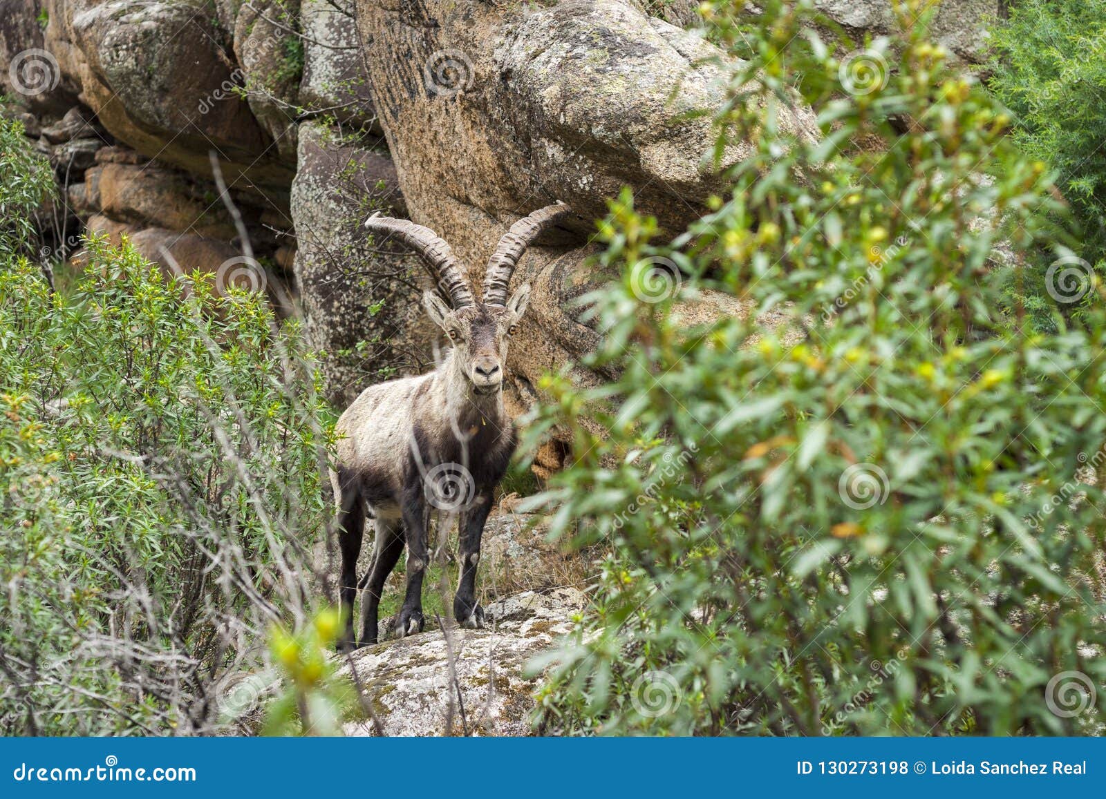 Cabra De Montanha Que Waching Me Foto De Stock Imagem De Cabras Isolado 130273198