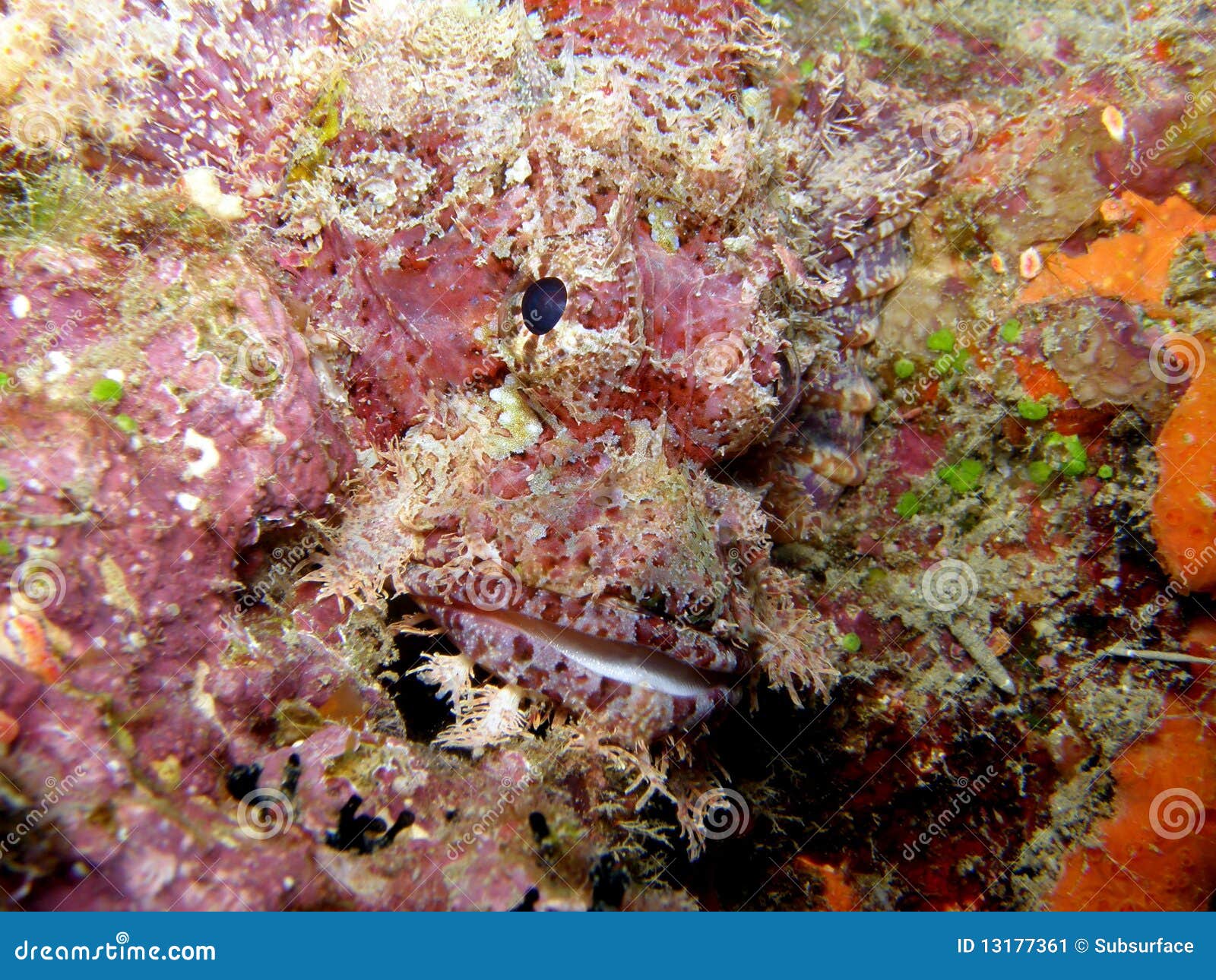 Cabracho rosado Fiji. Pescados de escorpión barbudos rosados ocultados por el camuflaje Fiji