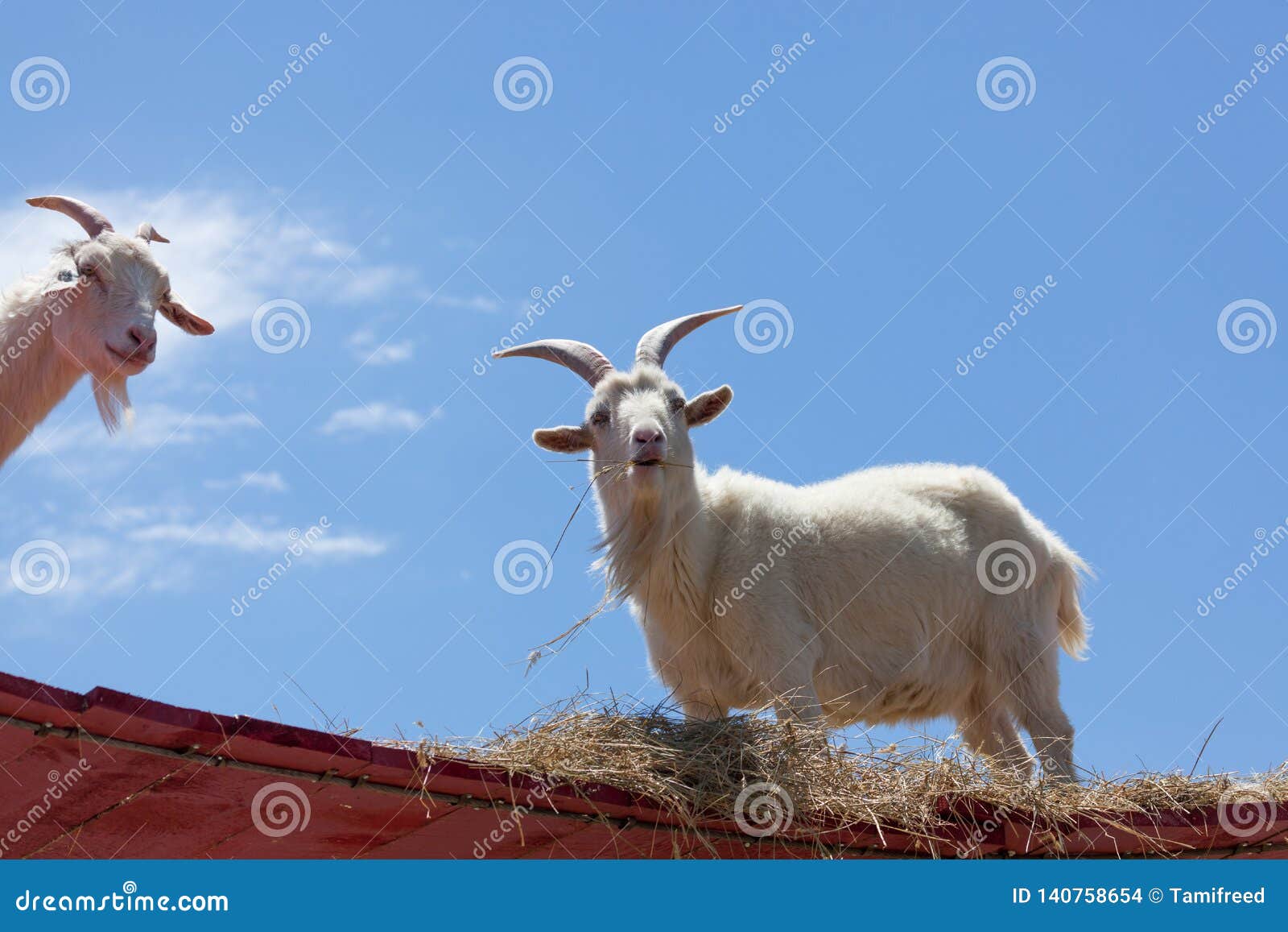 Cabras que comen el heno. Dos cabras blancas para arriba en una calzada roja que come el heno con un fondo del cielo azul