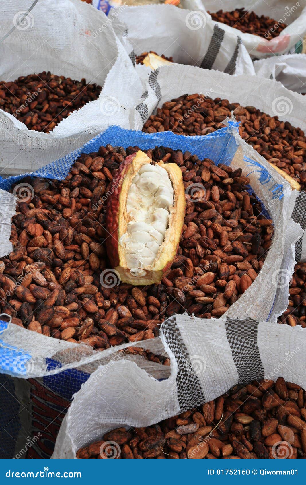 cacao beans in sacks