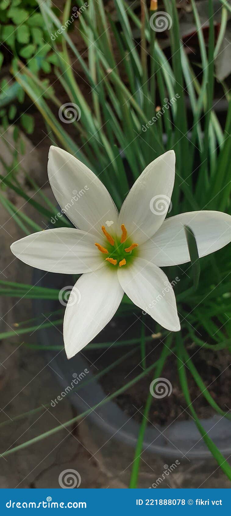 cacao flower or zephyranthes candida is a type of medicinal plant. wikipedia