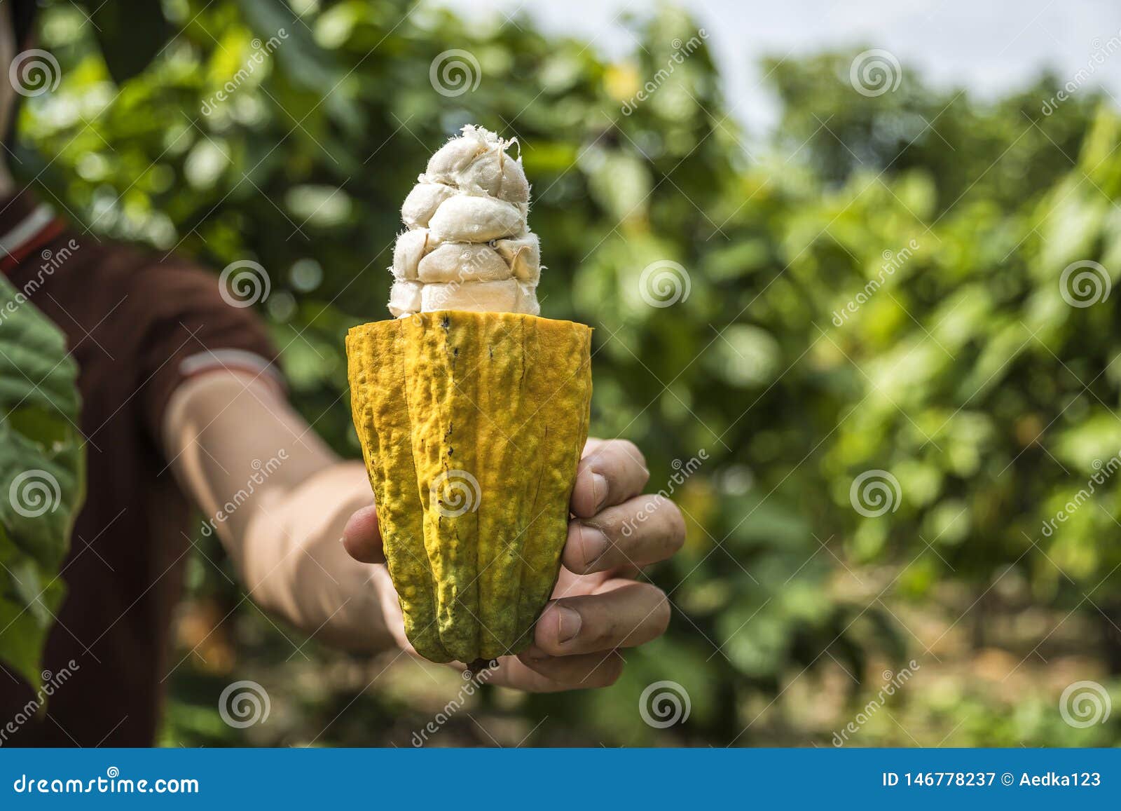 cacao fruit, fresh cocoa pod in hands