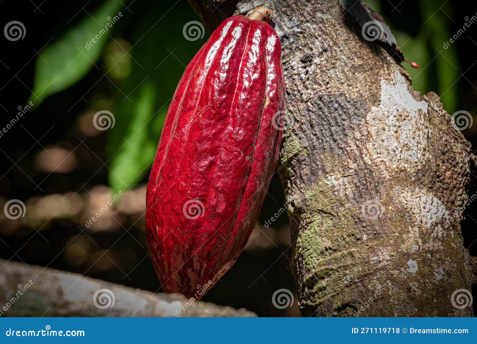 Cacao Fruit Hanging on the Tree. Stock Photo Image of forest, drink
