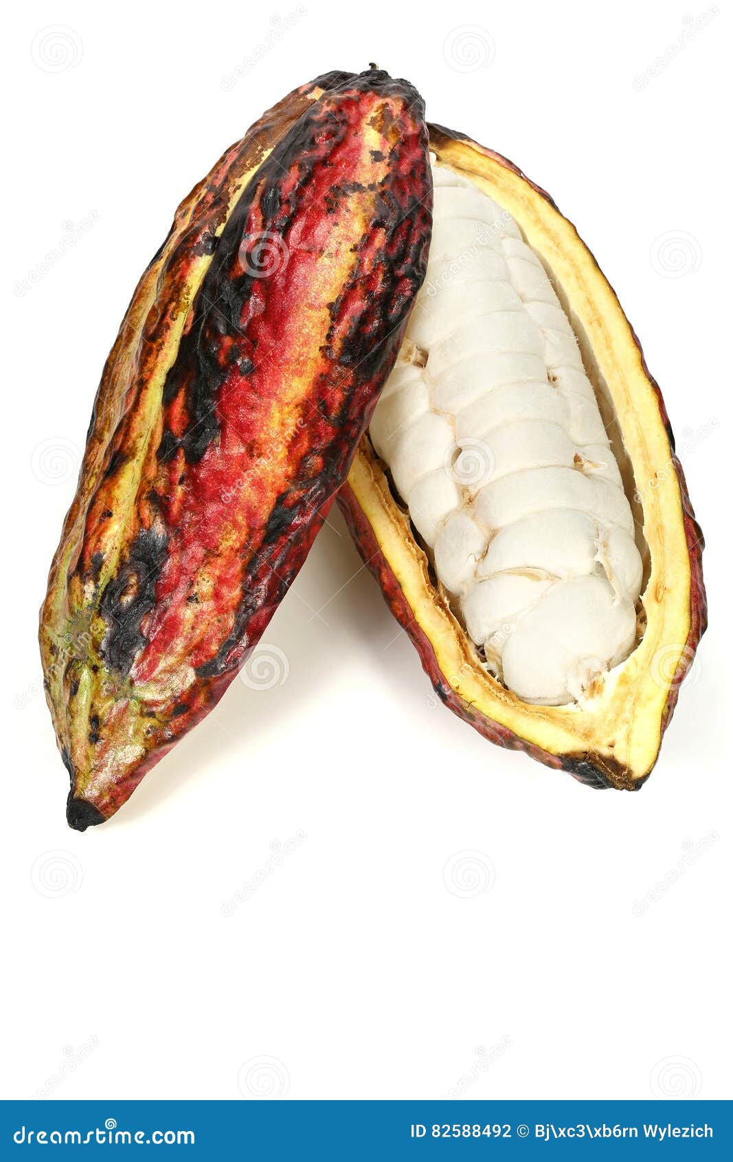 Cacao fruit stock photo. Image of cultivation, nutrition 82588492