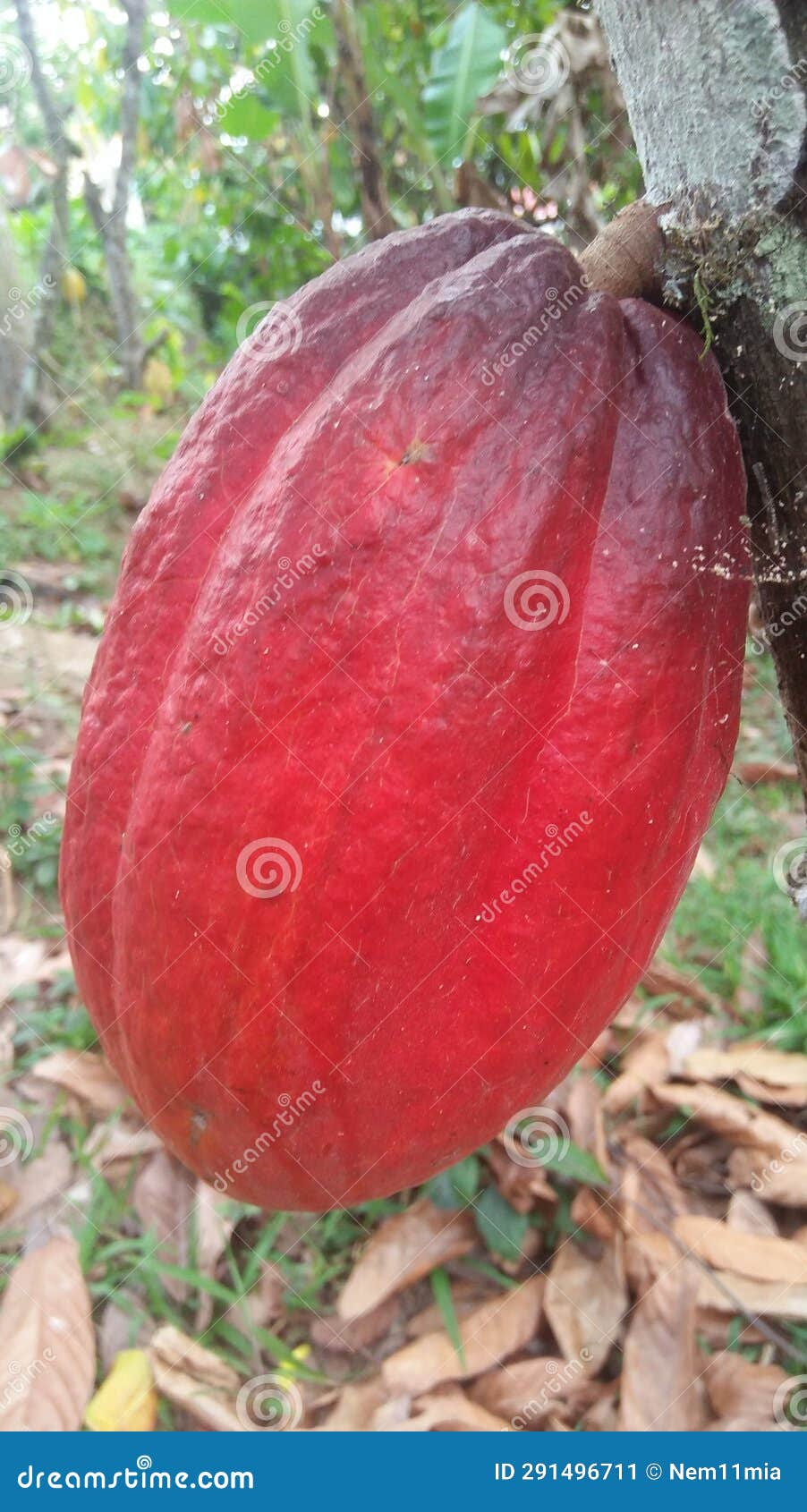 the cacao fruit, a large oval d, deep ren in calor is used as an ingredient for making cacao nibs