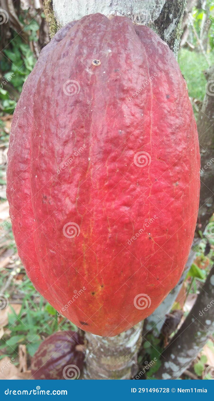 the cacao fruit, a large oval d, deep ren in calor is used as an ingredient for making cacao nibs