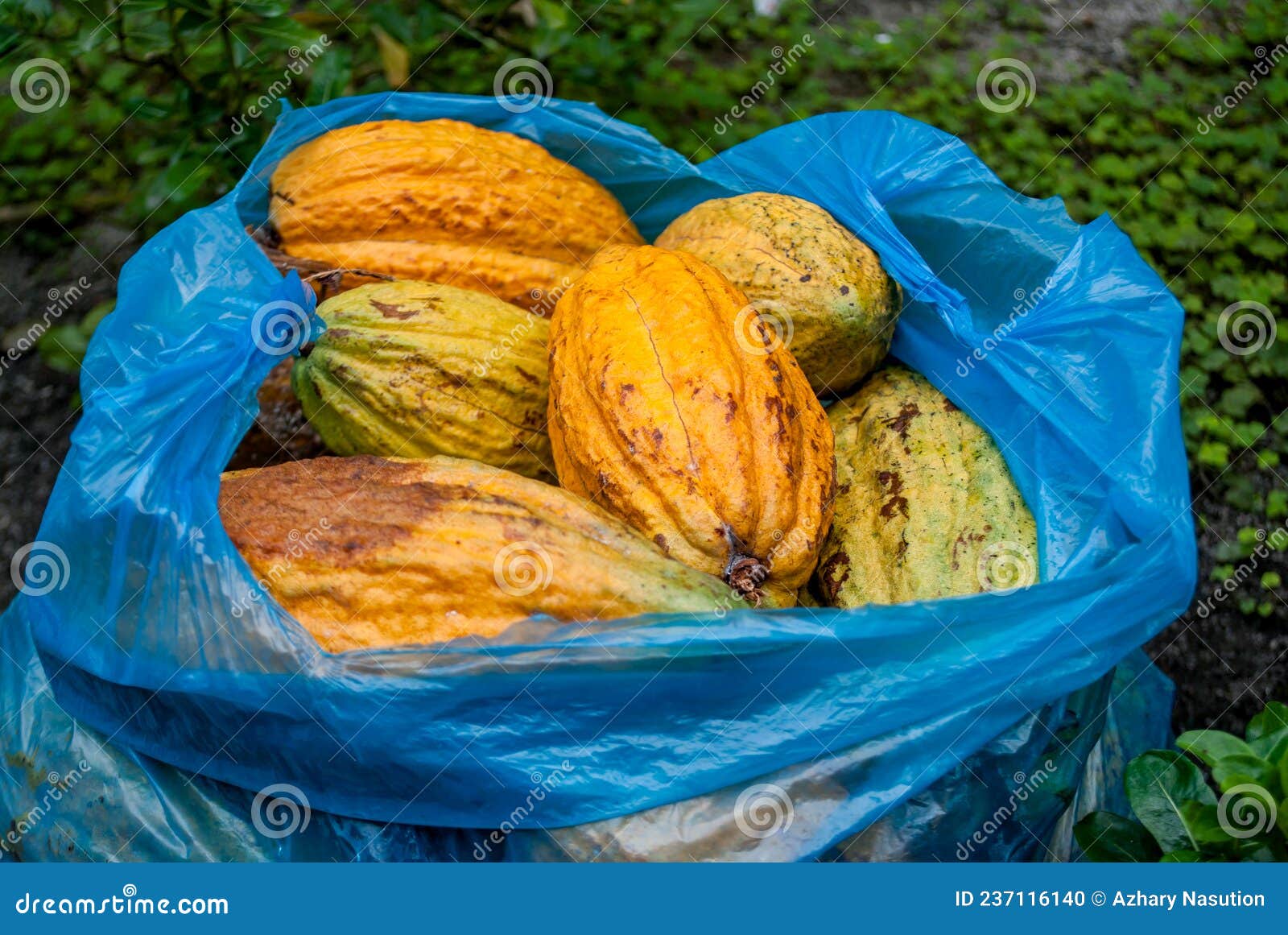 Cacao Fruit in a Plastic Bag Stock Photo Image of yellow, fruit